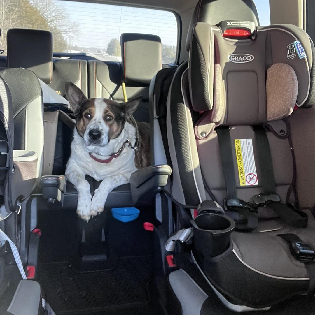 Enlarge Pumpkin, a ADOPTABLE Australian Cattle Dog / Blue Heeler in Amherst, VA image 3/5