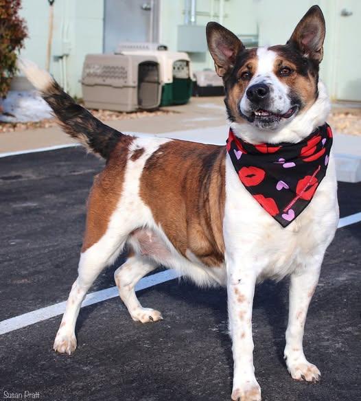 Enlarge Pumpkin, a ADOPTABLE Australian Cattle Dog / Blue Heeler in Amherst, VA image 1/5