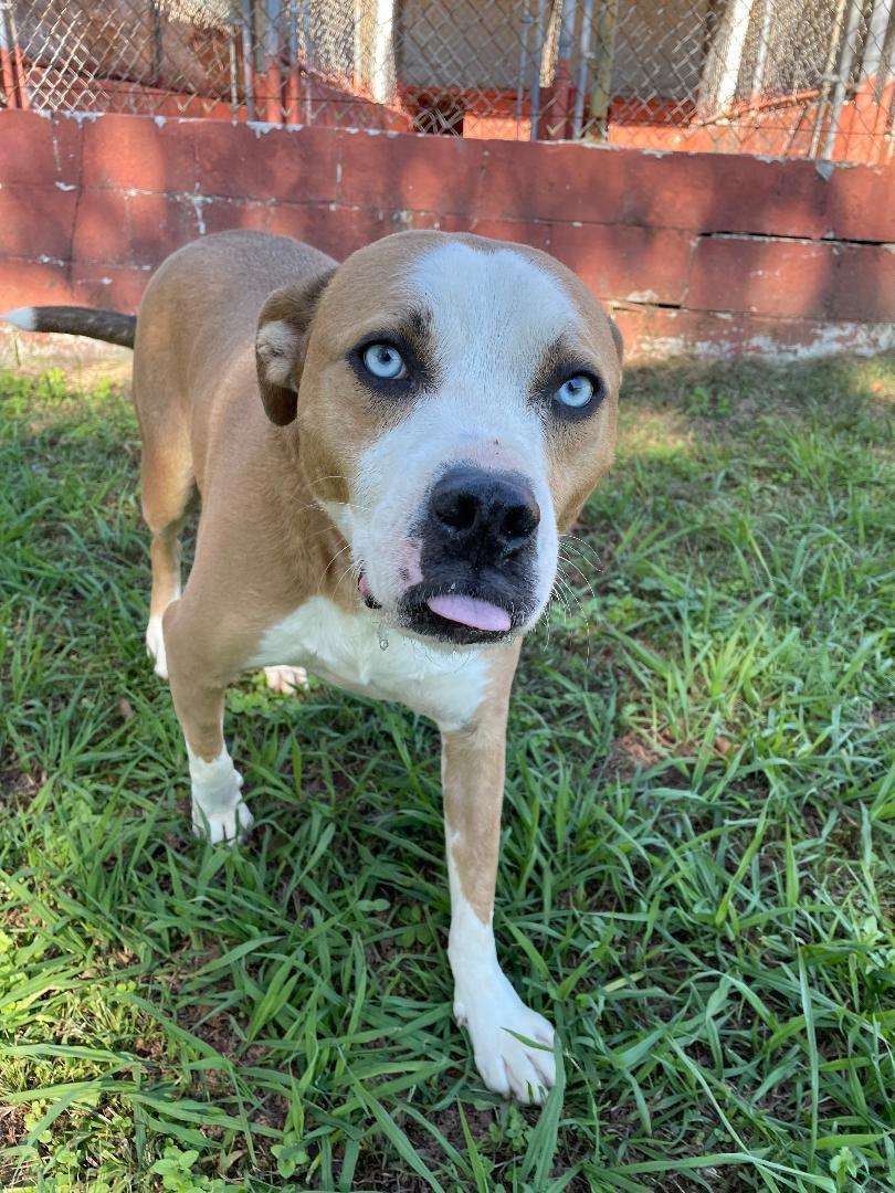 Dylan, a Adoptable mixed breed in Lancaster, SC image 2/3