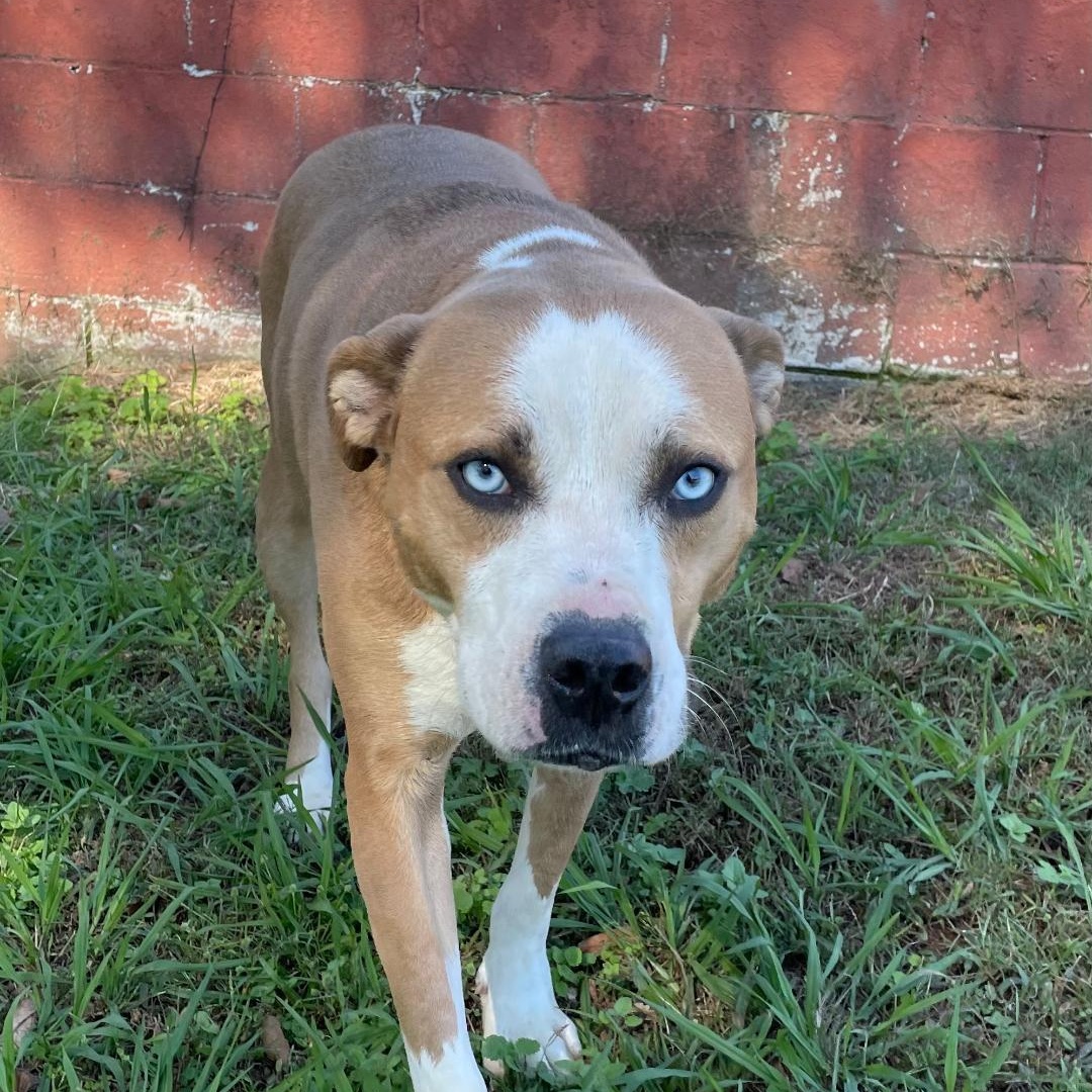 Dylan, a Adoptable mixed breed in Lancaster, SC image 1/3