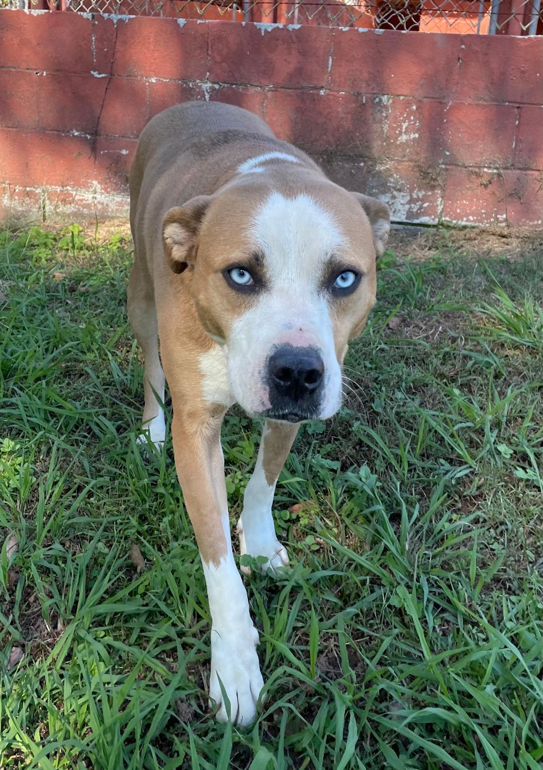 Dylan, a Adoptable mixed breed in Lancaster, SC image 1/3