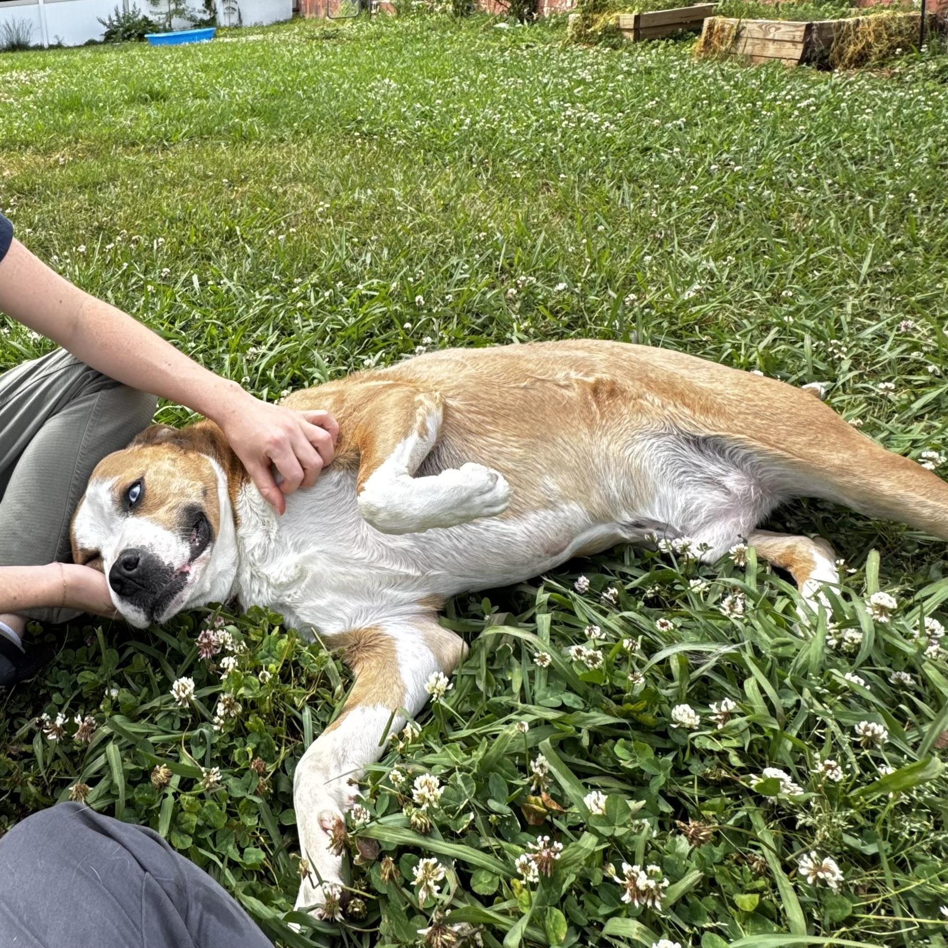 Dylan, a Adoptable mixed breed in Lancaster, SC image 2/3
