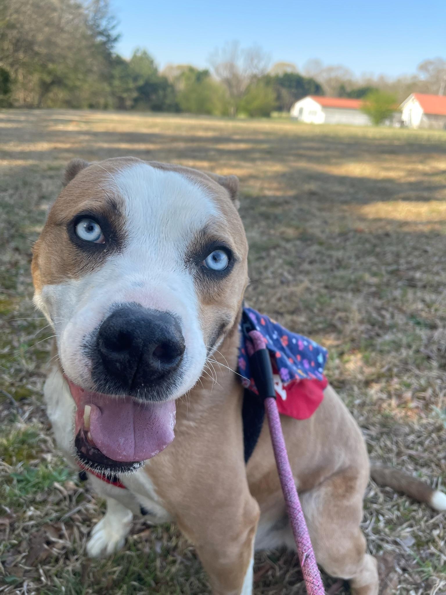 Dylan, a Adoptable mixed breed in Lancaster, SC image 3/3