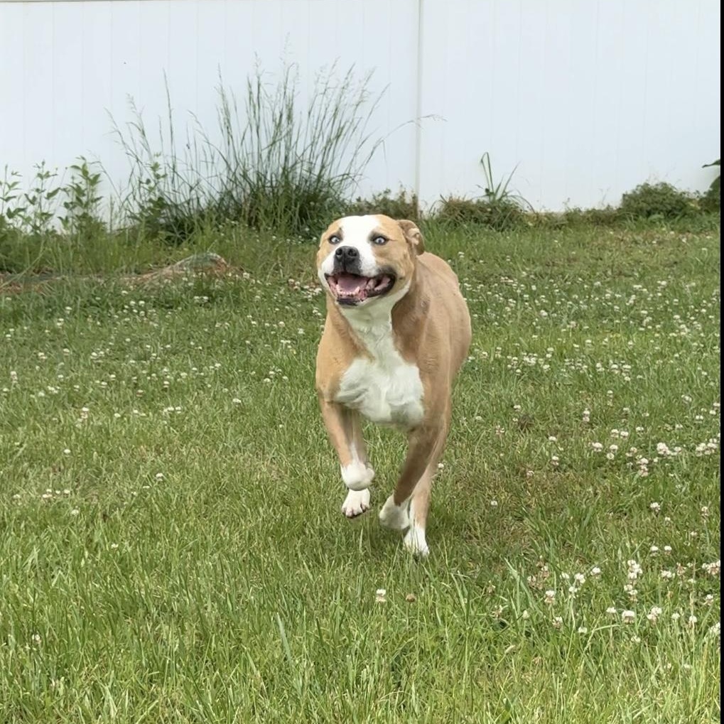 Dylan, a Adoptable mixed breed in Lancaster, SC image 3/3