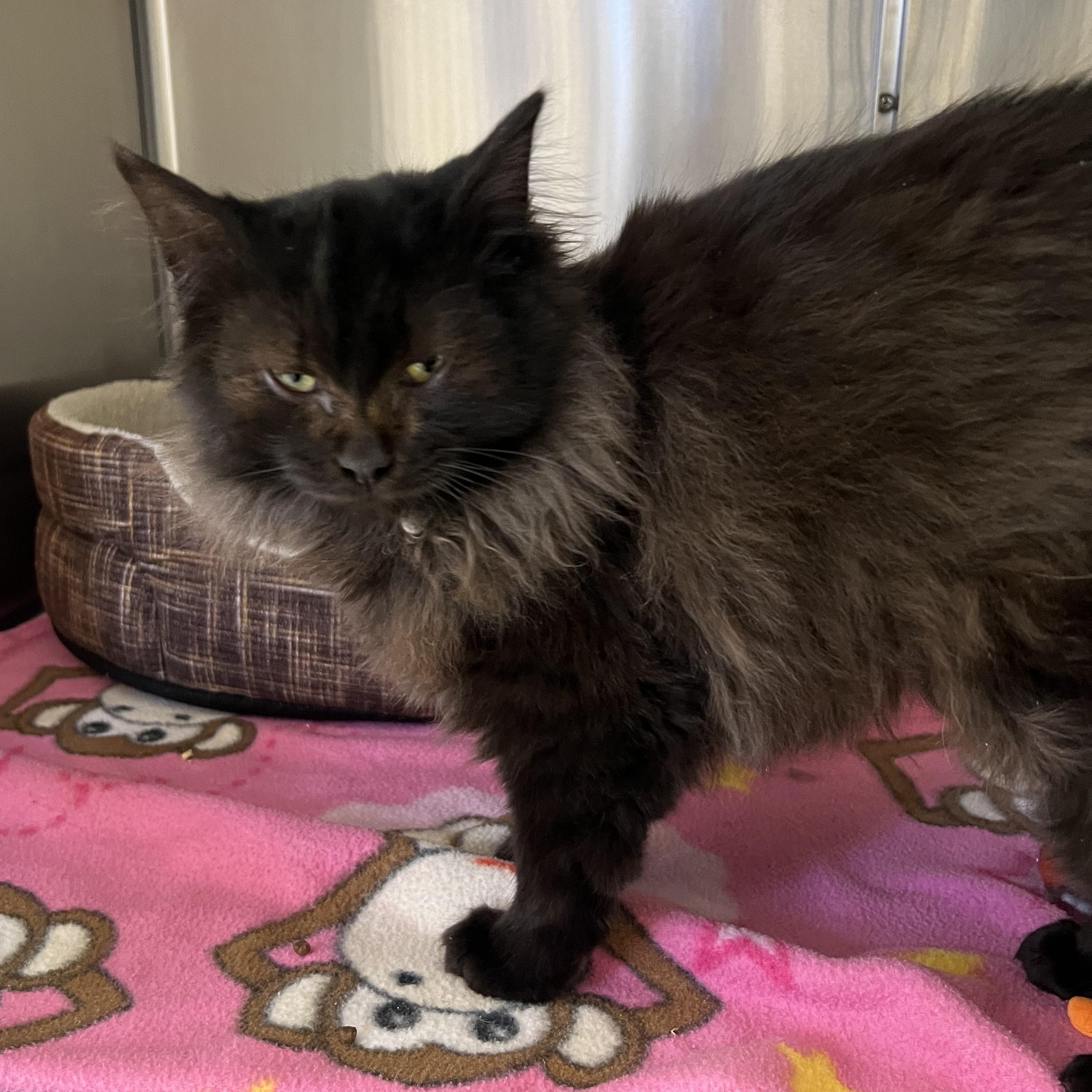 Enlarge Jack Frost, an adopted mixed breed in Mount Pleasant, MI image 2/2