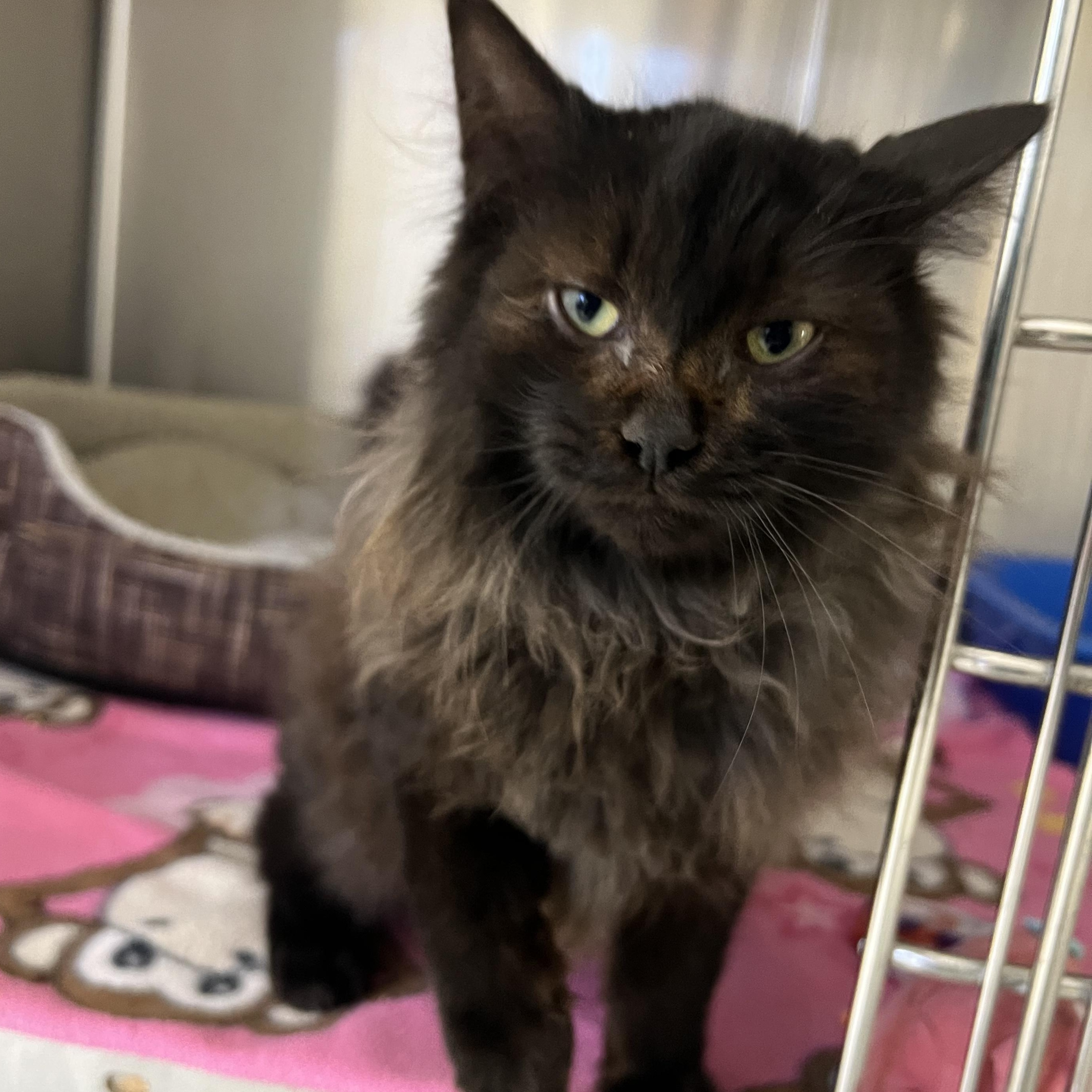 Jack Frost, adopted, Young Male Domestic Long Hair.