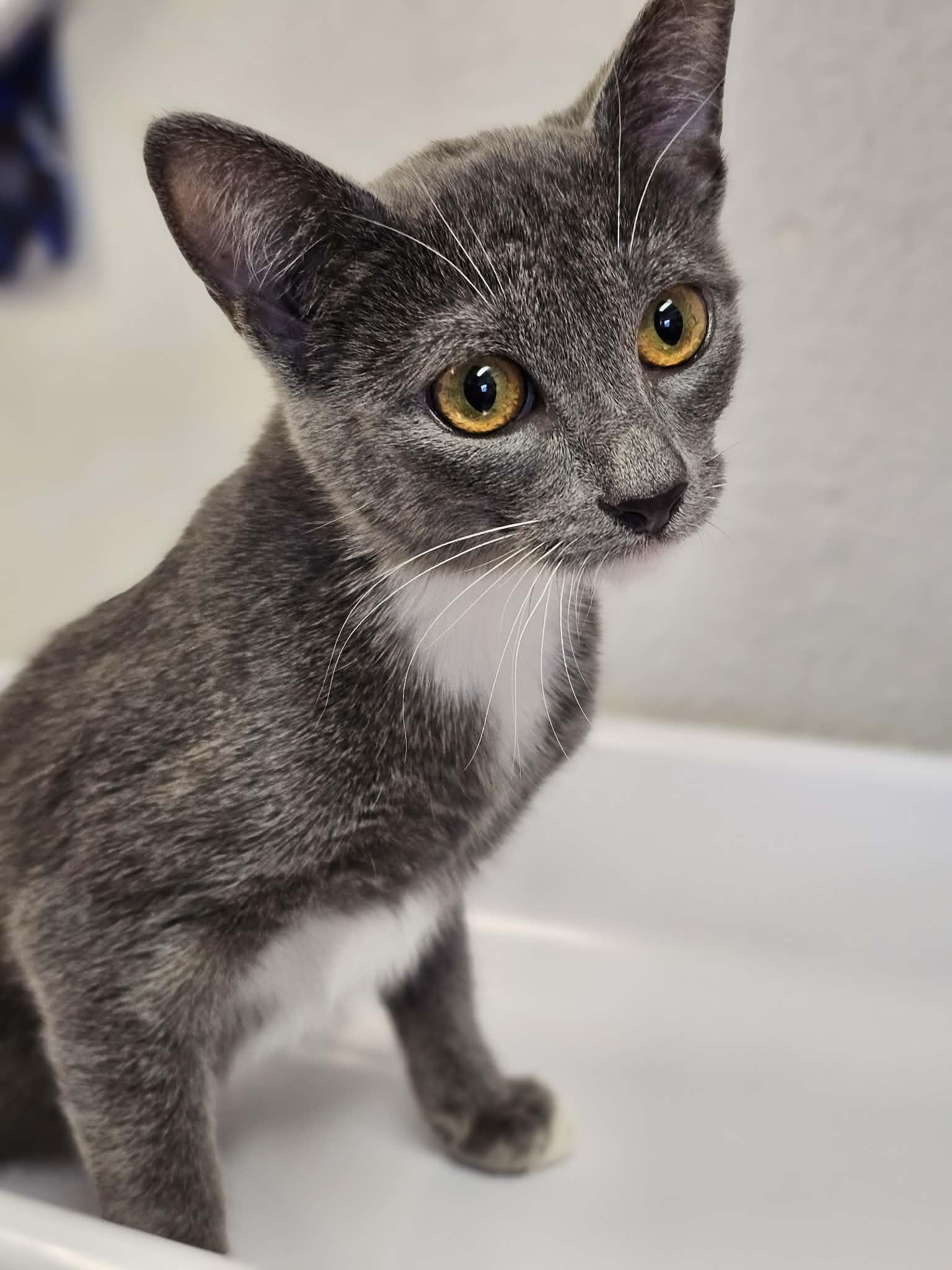 River, an adopted Domestic Short Hair in Grants Pass, OR image 2/3