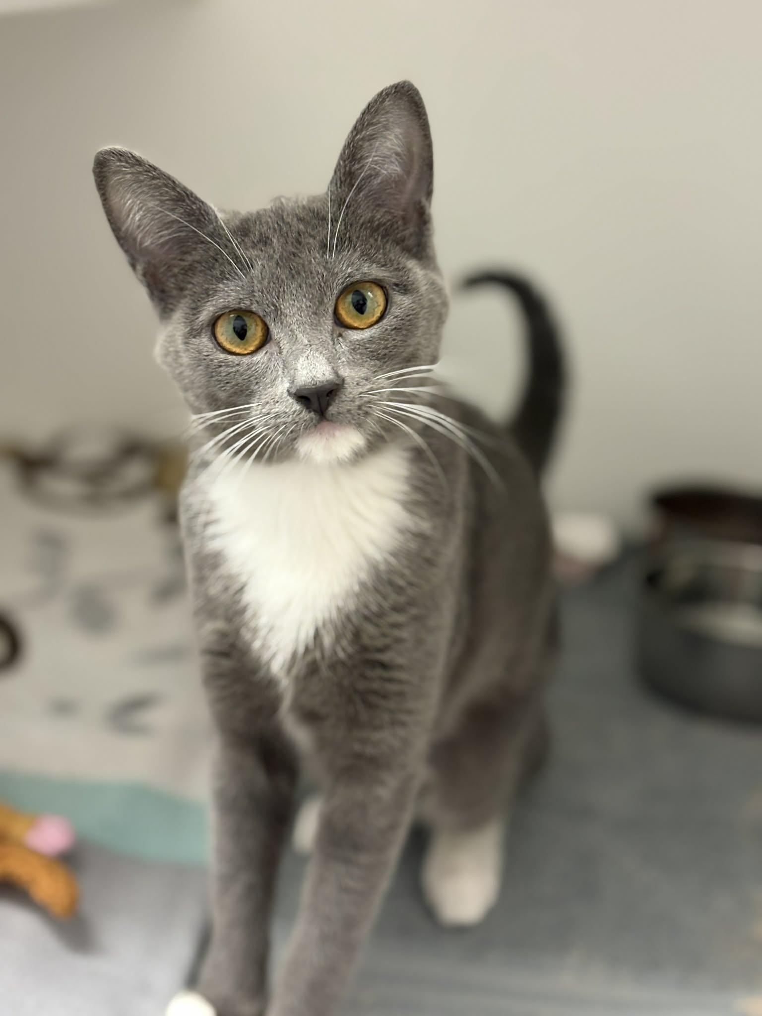 River, an adopted Domestic Short Hair in Grants Pass, OR image 3/3