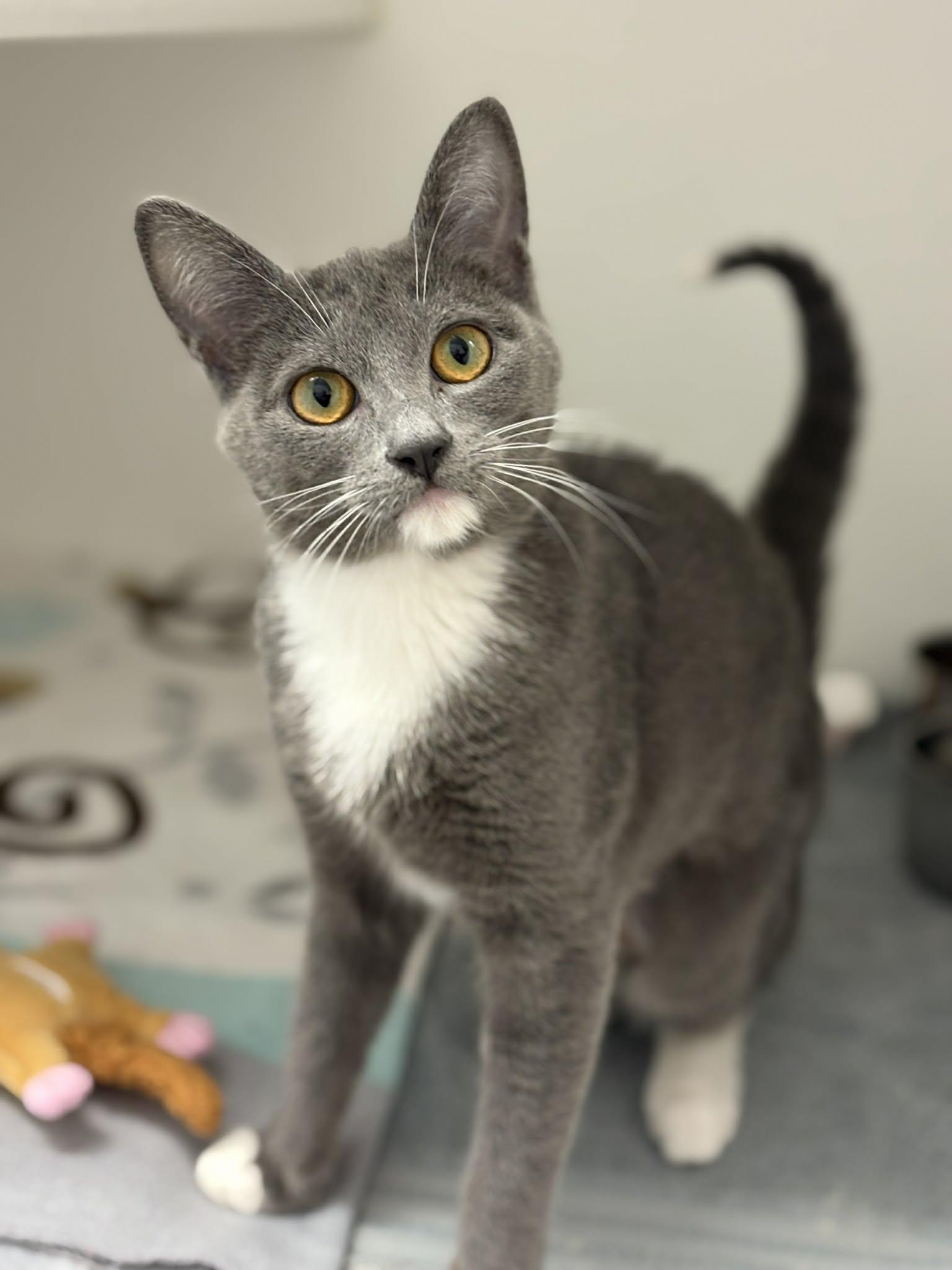 River, an adopted Domestic Short Hair in Grants Pass, OR image 1/3