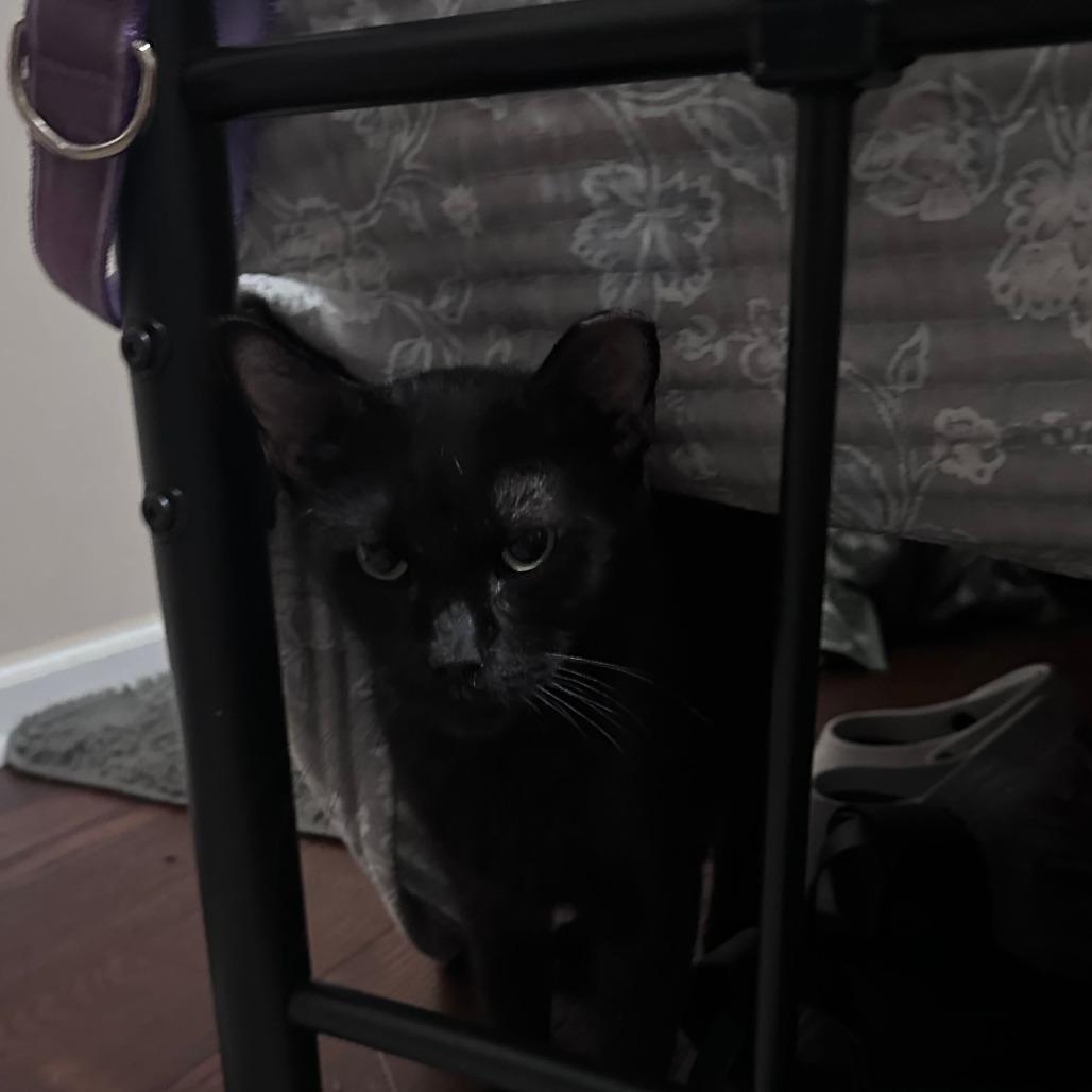 Trauma Mama, Adoptable, Young Female Domestic Short Hair.