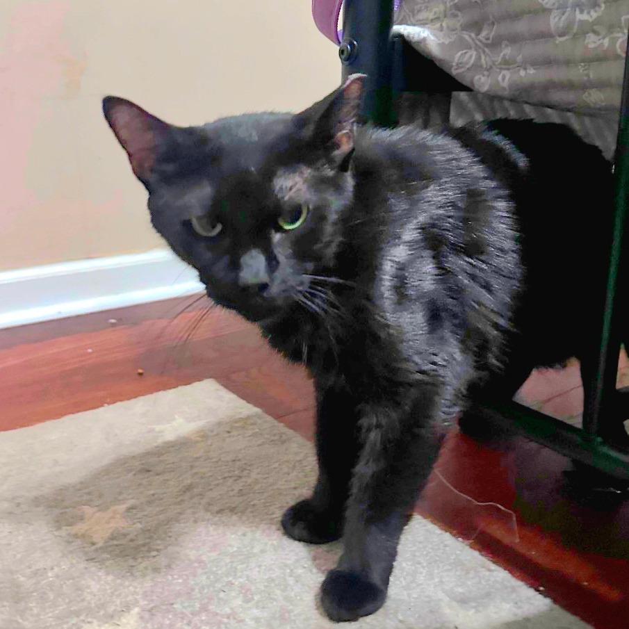 Enlarge Trauma Mama, a Adoptable Domestic Short Hair in Valdosta , GA image 2/2