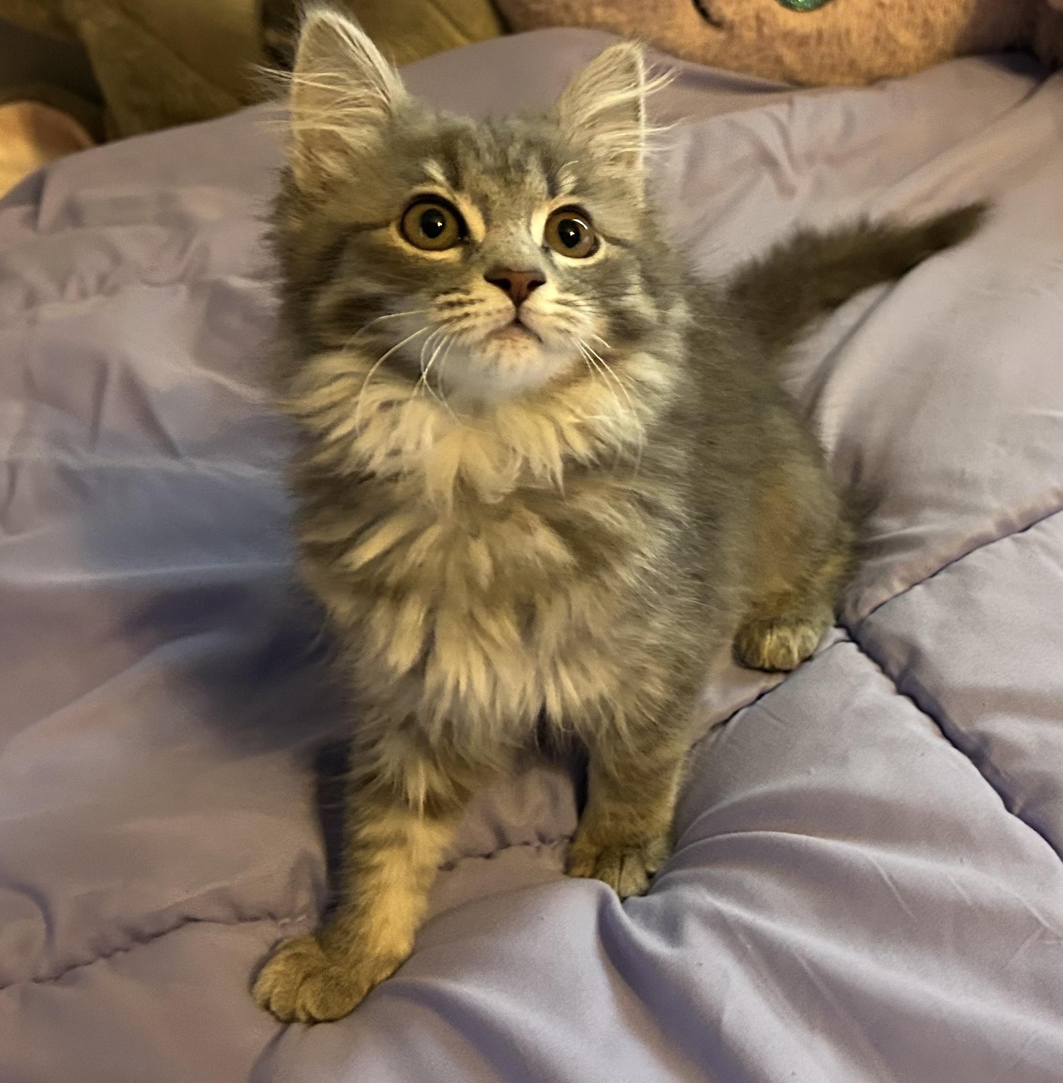 LILAC, an adopted mixed breed in Wilmington, OH image 1/3