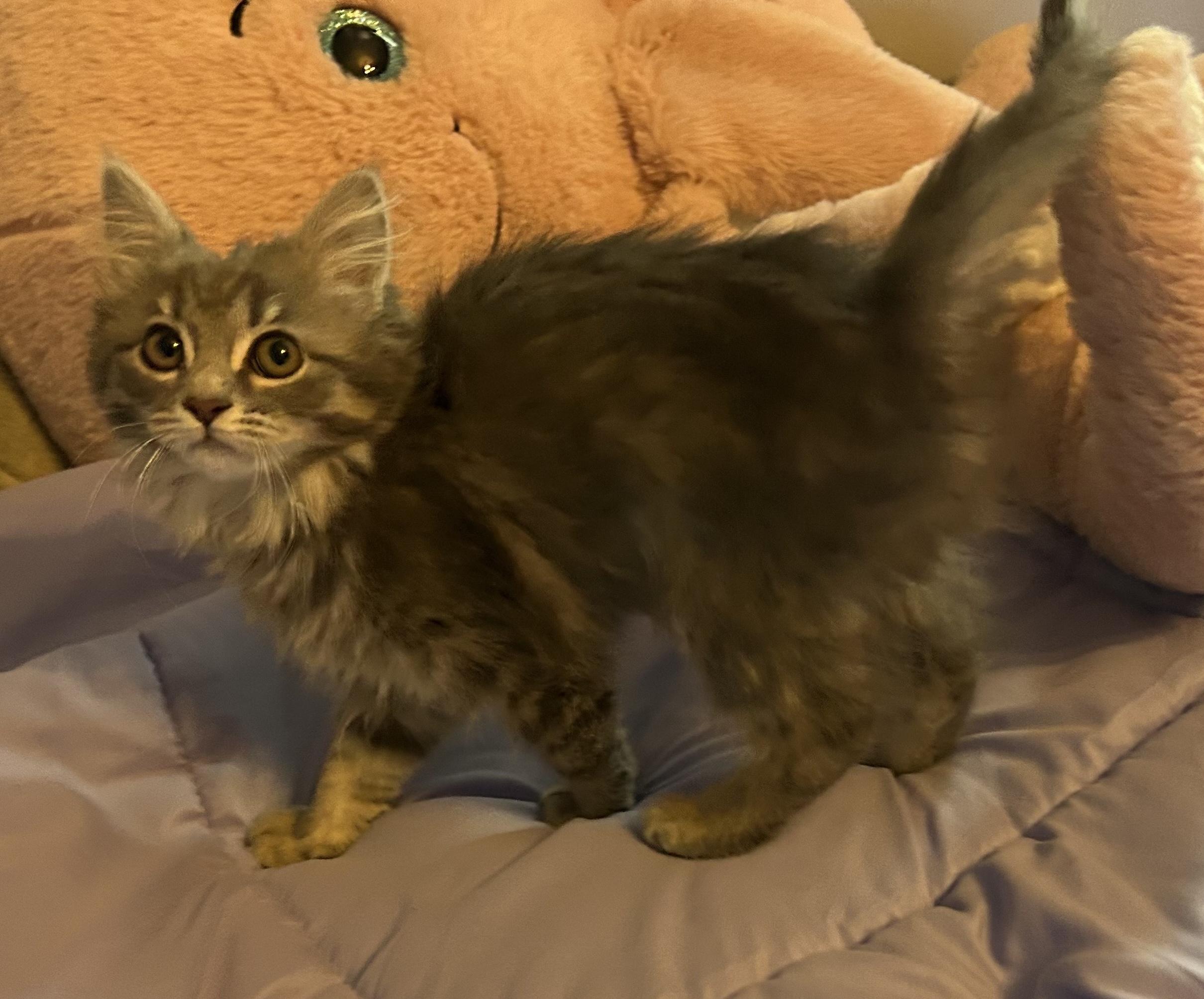 LILAC, an adopted mixed breed in Wilmington, OH image 2/3