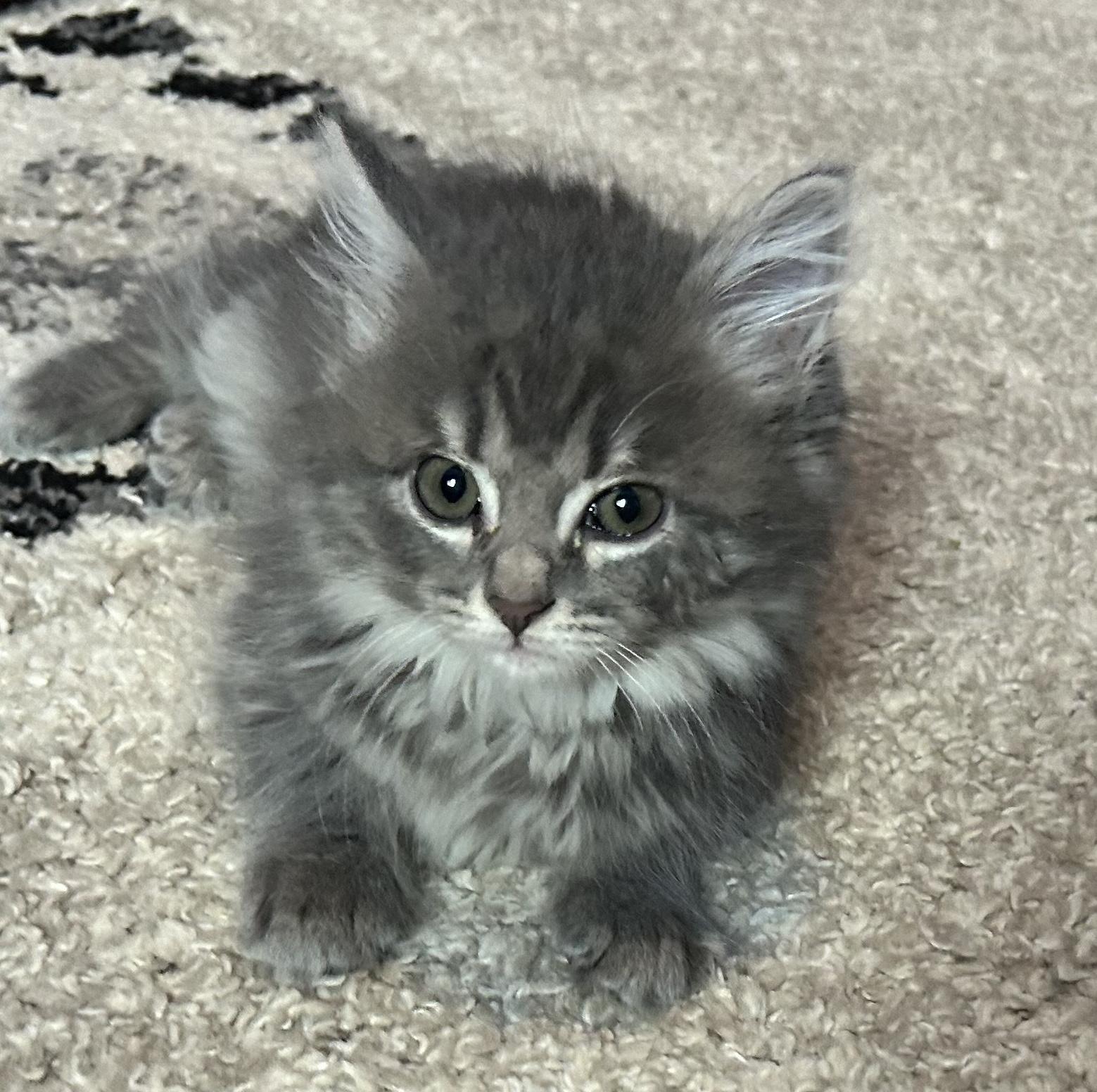 LILAC, an adopted mixed breed in Wilmington, OH image 3/3