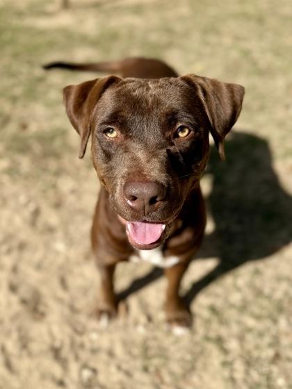 Gon, Adoptable, Young Male Labrador Retriever & Mixed Breed.