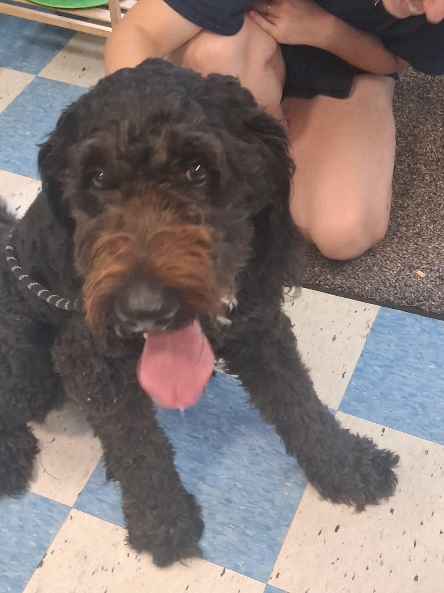 Enlarge Moose, an adopted Bernadoodle in Berryville, VA image 1/3