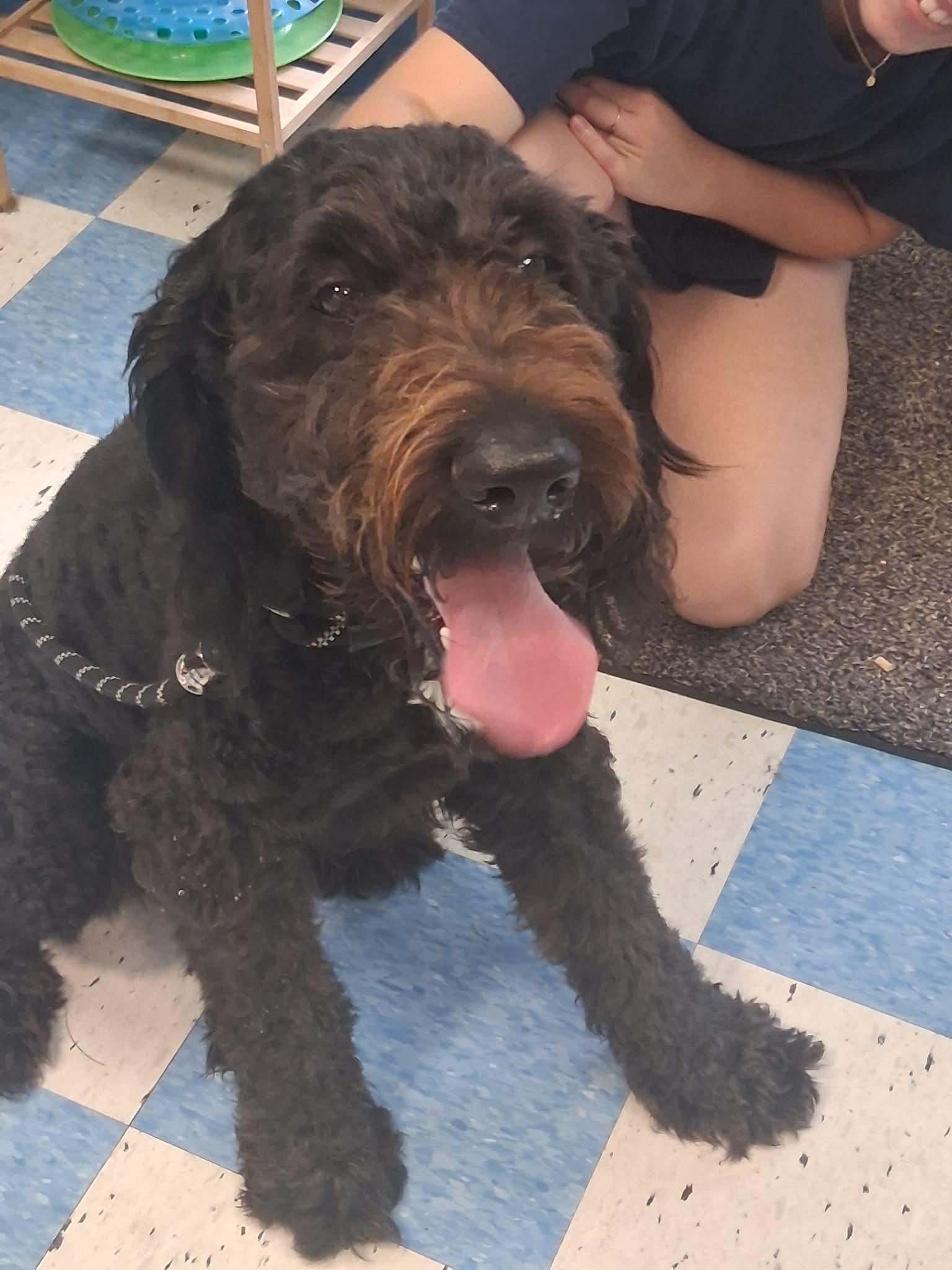 Enlarge Moose, an adopted Bernadoodle in Berryville, VA image 3/3