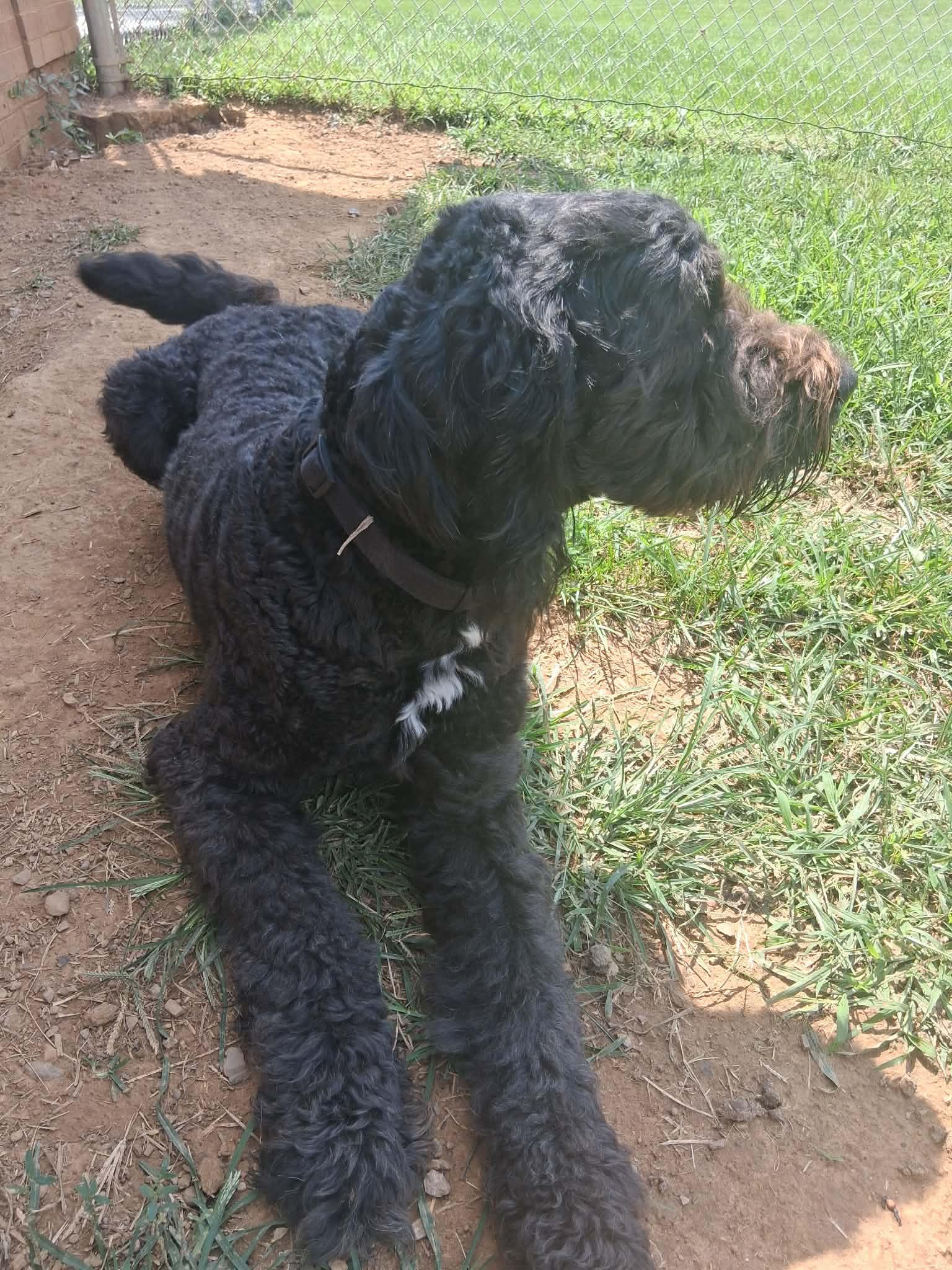 Enlarge Moose, an adopted Bernadoodle in Berryville, VA image 2/3