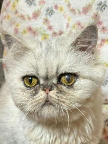 Princess, Adult Female unknown