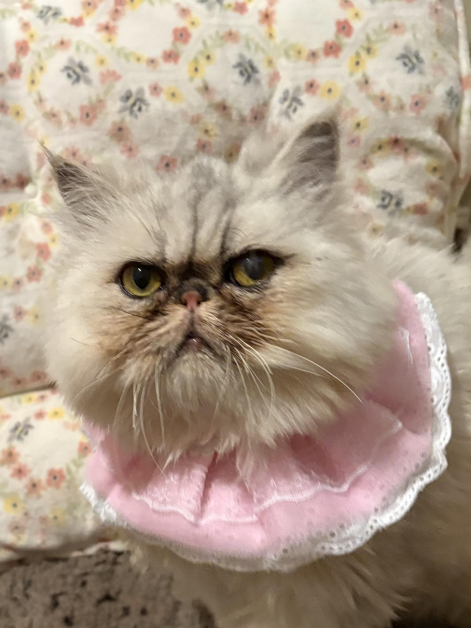 Princess