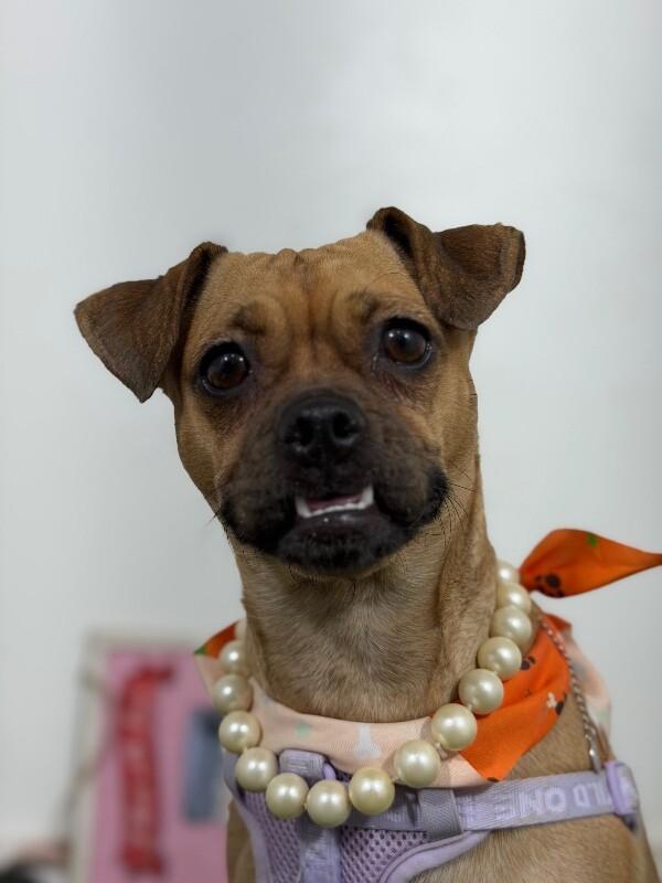 Enlarge Mimosa-One of our Amazing Rescue Dogs, a Adoptable mixed breed in Sparks, NV image 1/1