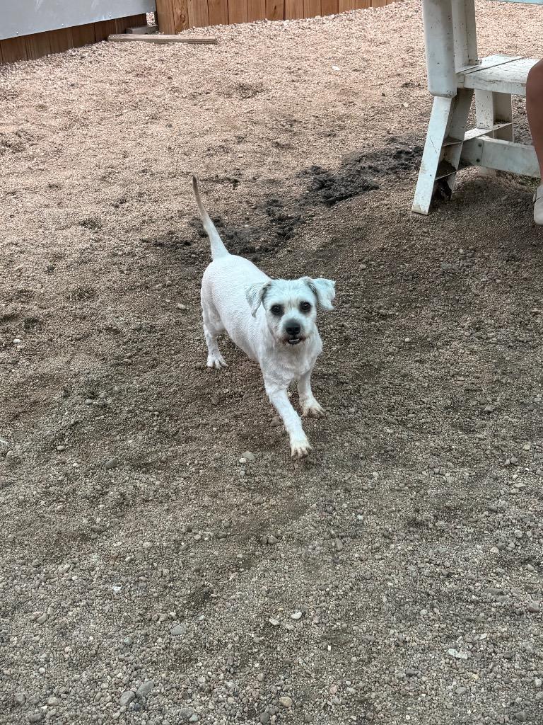 Wyatt, Adopted, Young Male Lhasa Apso & Terrier.