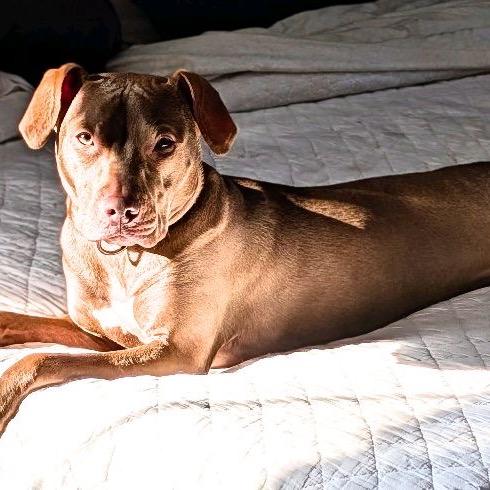 Serena/ Suri, a Adoptable Pit Bull Terrier in North Canton, OH image 1/6