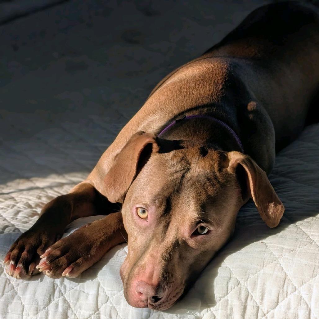 Serena/ Suri, a Adoptable Pit Bull Terrier in North Canton, OH image 2/6