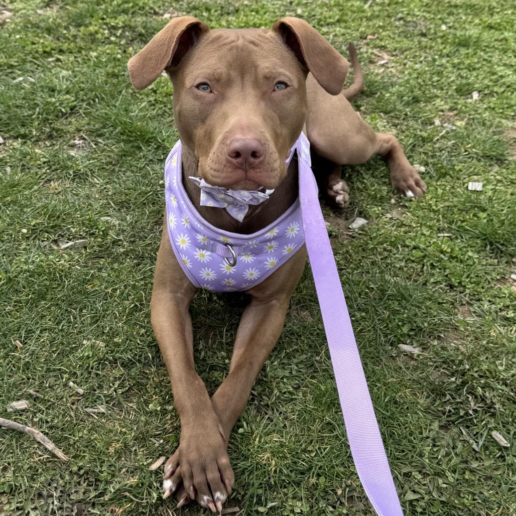 Serena/ Suri, a Adoptable Pit Bull Terrier in North Canton, OH image 5/6