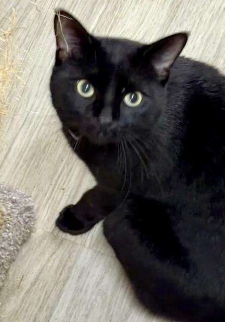 FLOYD, ADOPTABLE, Young Male Domestic Short Hair.