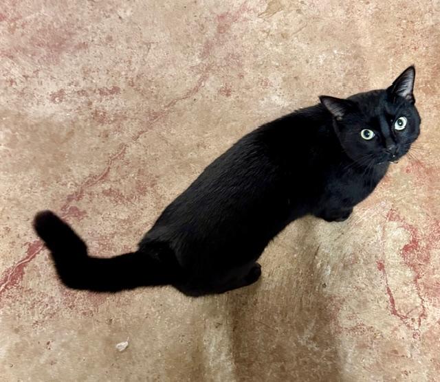 Enlarge FLOYD, a ADOPTABLE Domestic Short Hair in Lake Ozark, MO image 4/6