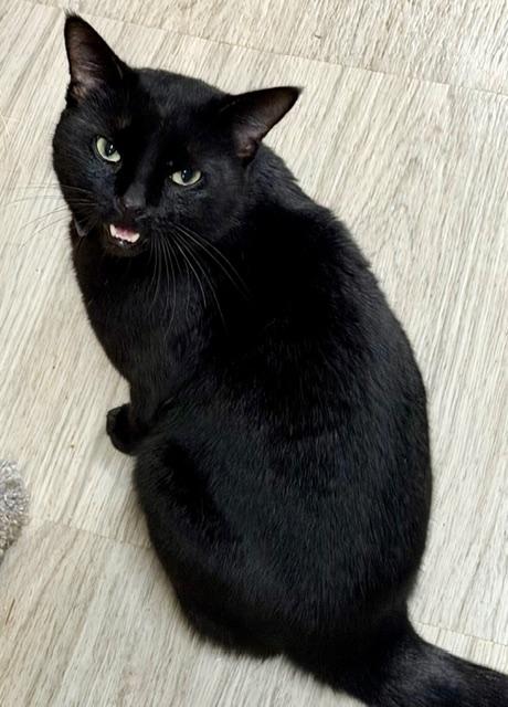 Enlarge FLOYD, a ADOPTABLE Domestic Short Hair in Lake Ozark, MO image 6/6