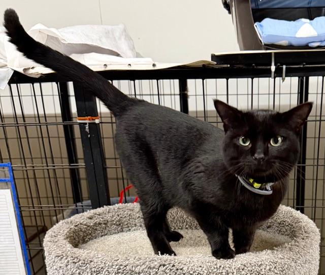 Enlarge FLOYD, a ADOPTABLE Domestic Short Hair in Lake Ozark, MO image 3/6