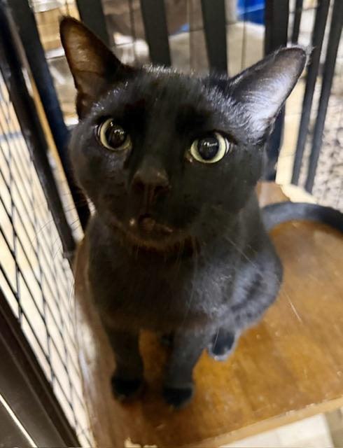 FLOYD, an adoptable Domestic Short Hair in Lake Ozark, MO image 6/6