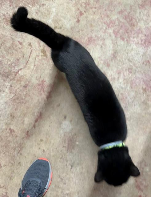 Enlarge FLOYD, a ADOPTABLE Domestic Short Hair in Lake Ozark, MO image 5/6