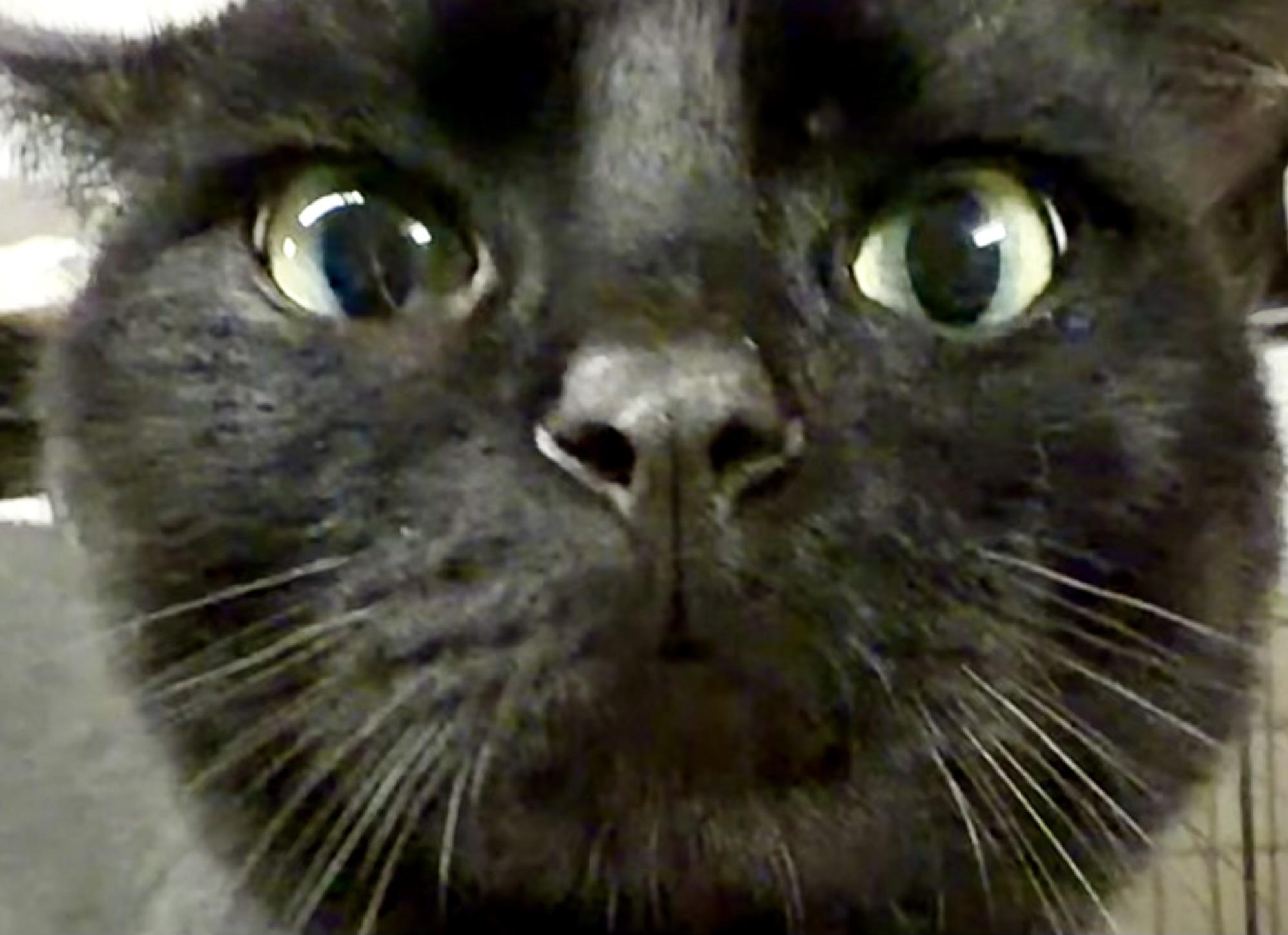 Enlarge FLOYD, a ADOPTABLE Domestic Short Hair in Lake Ozark, MO image 2/6