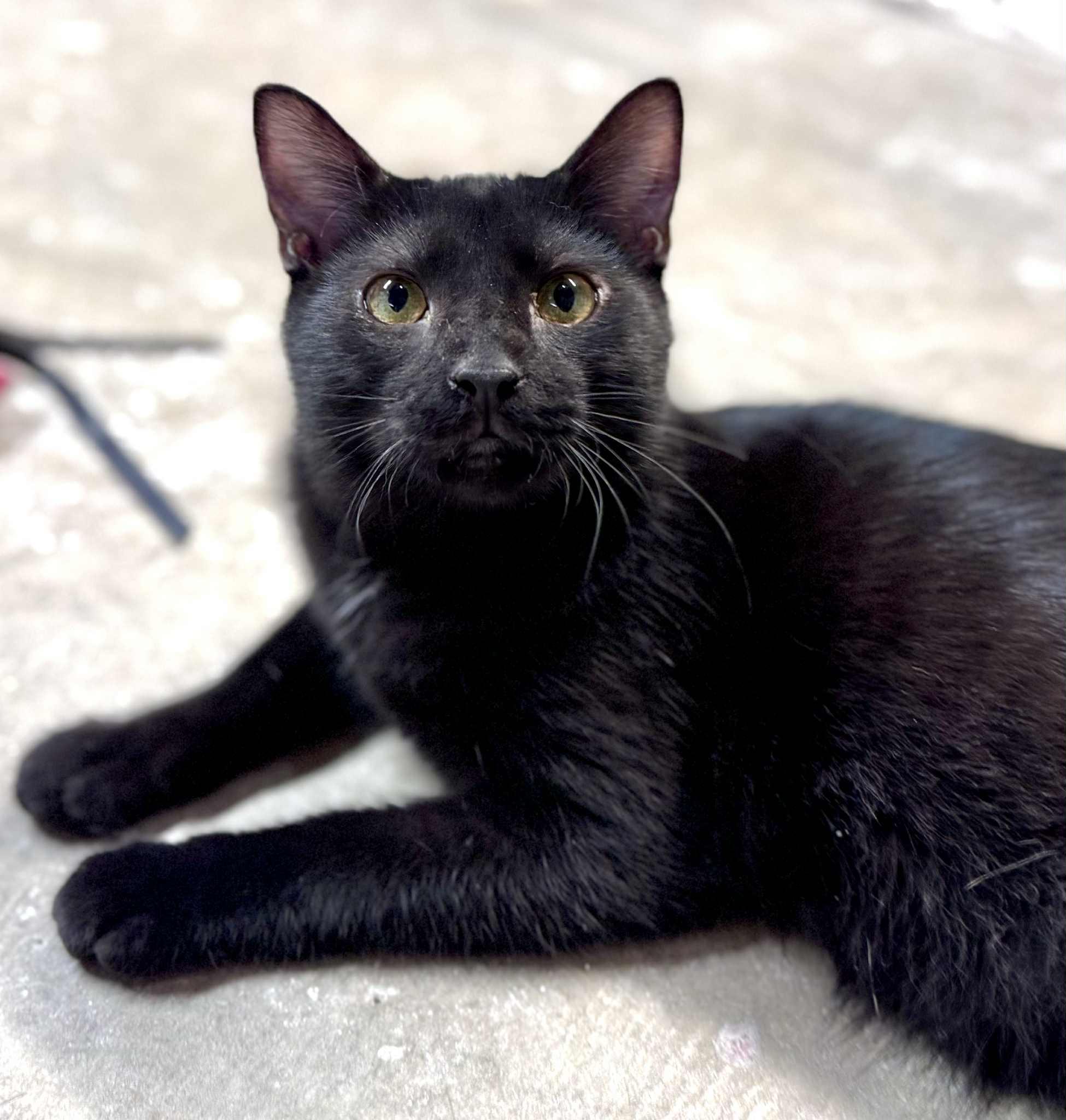 Flint, a Adoptable American Shorthair in Rixeyville, VA image 1/6