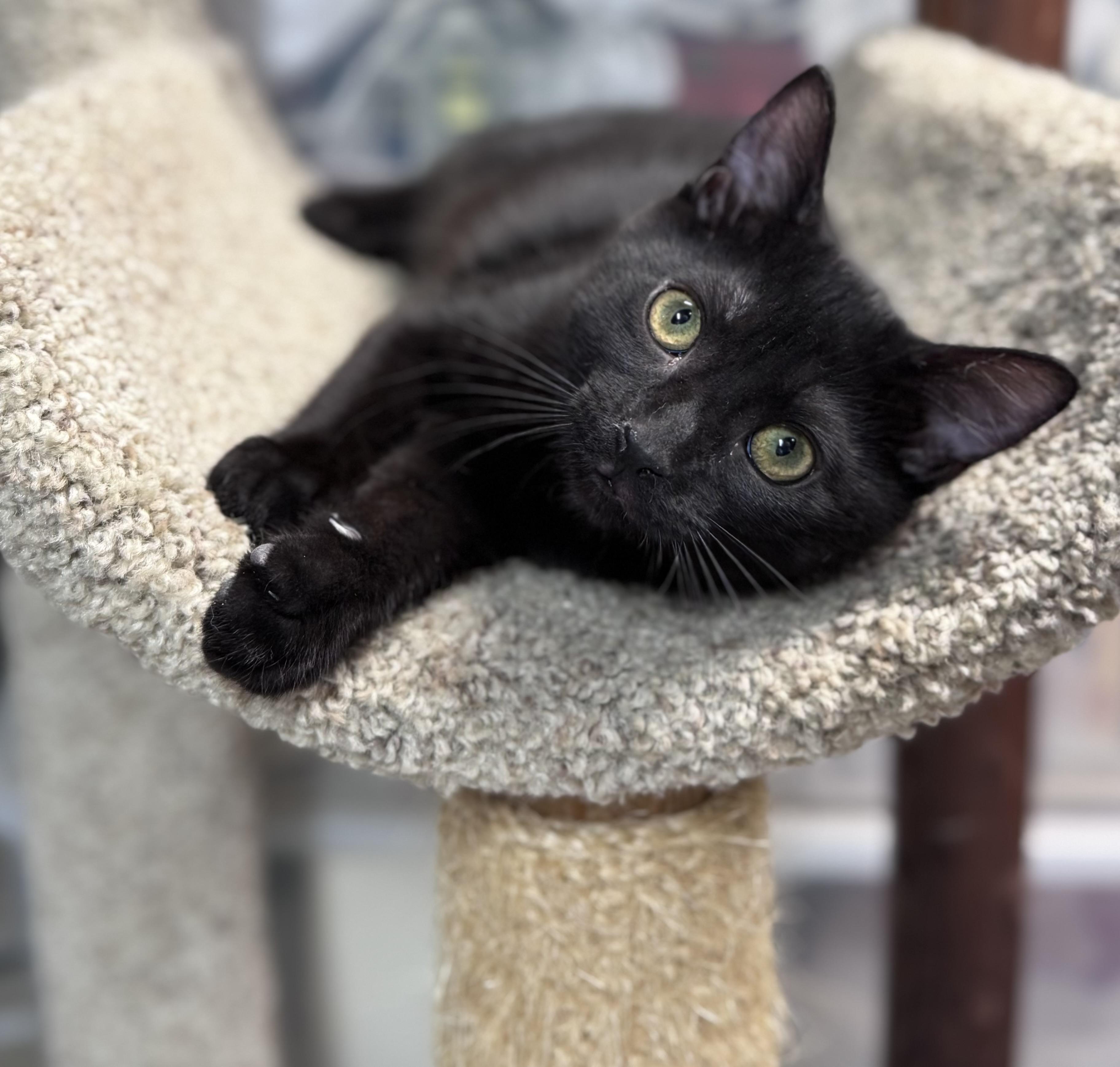 Flint, a Adoptable American Shorthair in Rixeyville, VA image 4/6