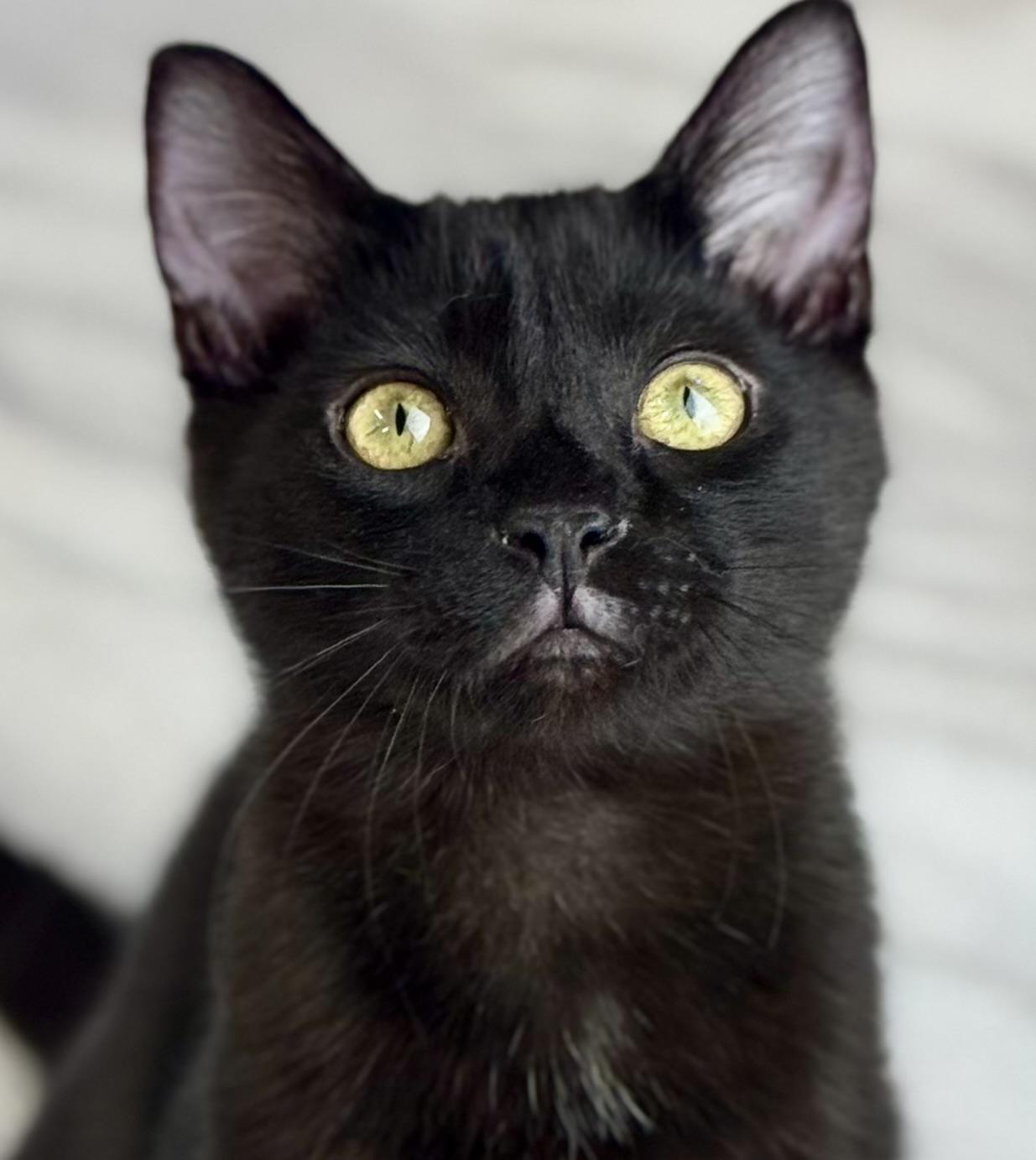 Flint, a Adoptable American Shorthair in Rixeyville, VA image 5/6