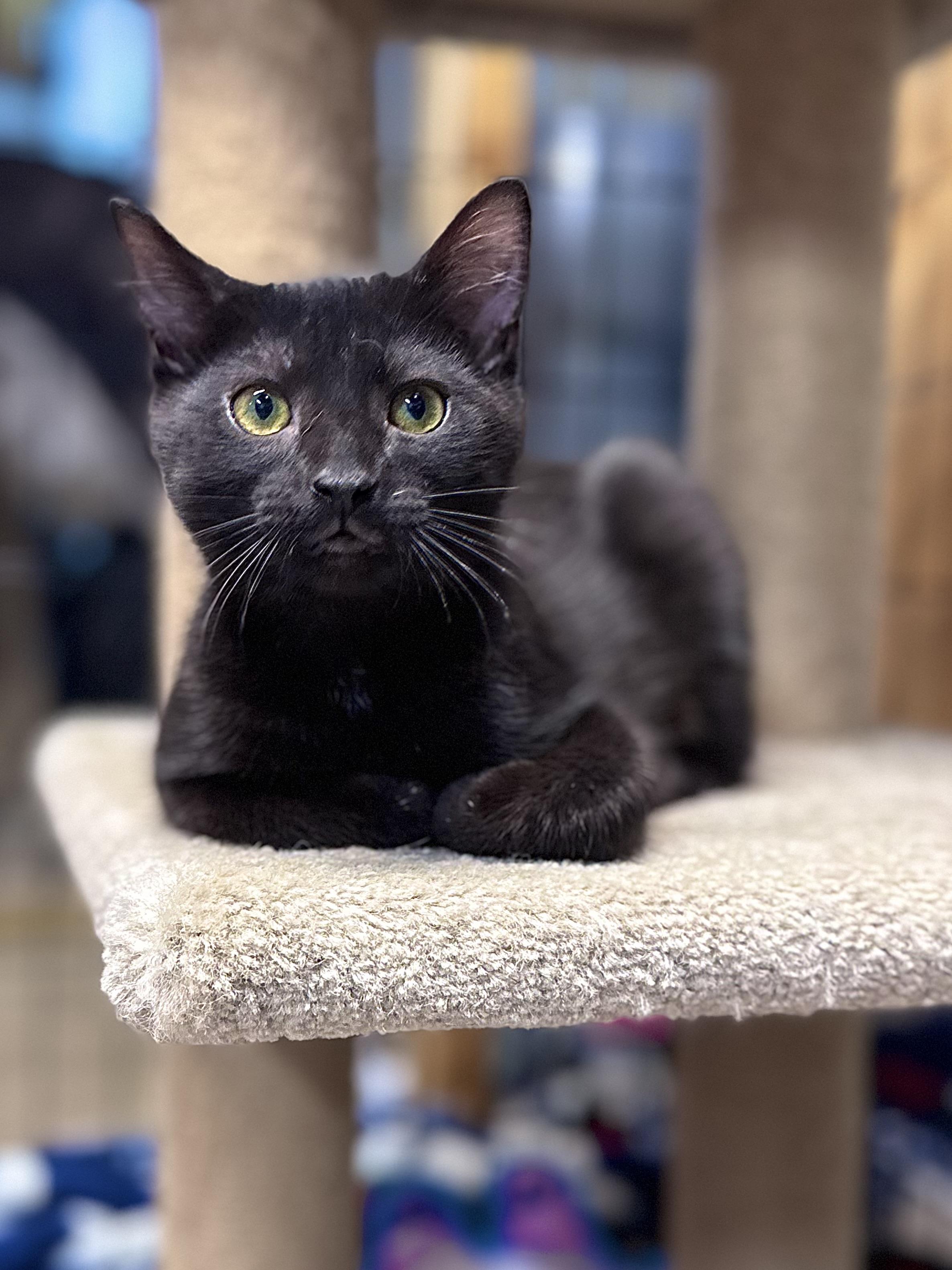 Flint, a Adoptable American Shorthair in Rixeyville, VA image 6/6