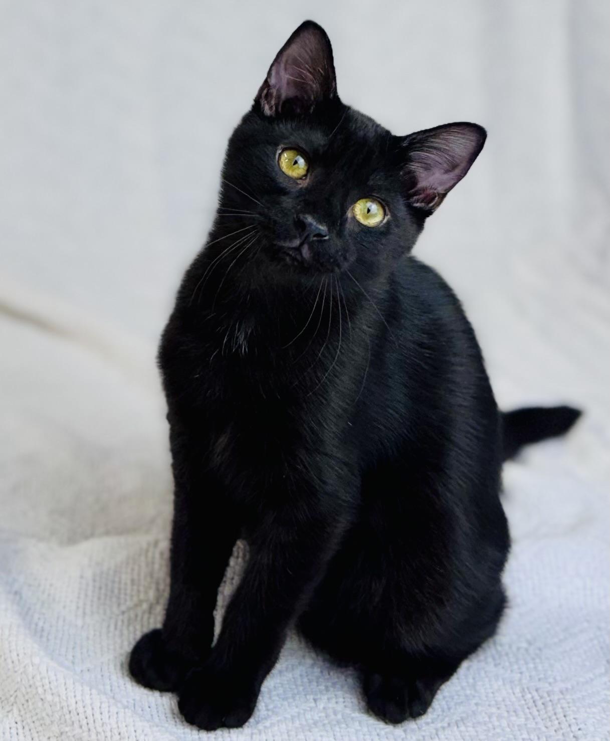Flint, a Adoptable American Shorthair in Rixeyville, VA image 2/6