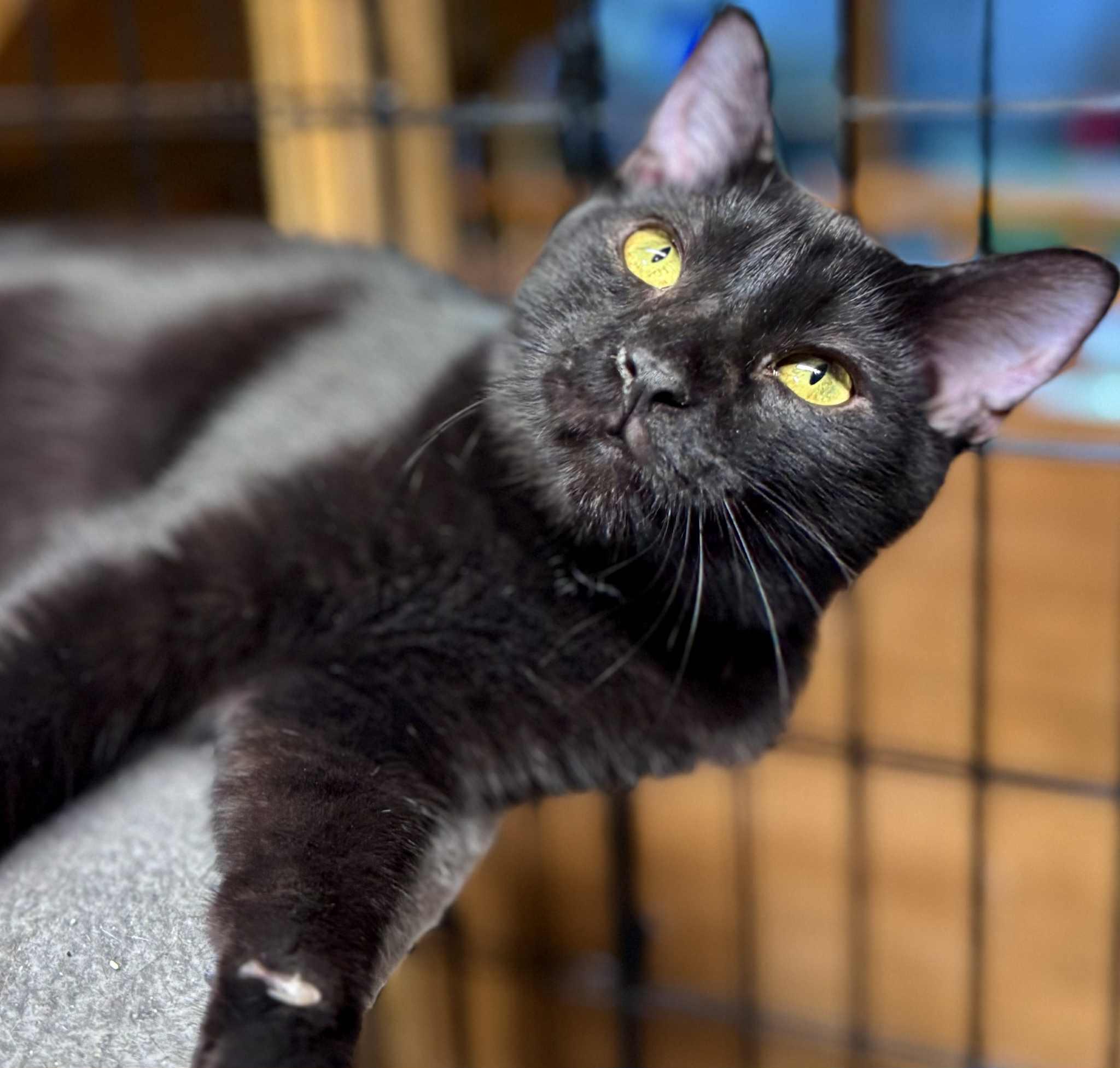 Flint, a Adoptable American Shorthair in Rixeyville, VA image 3/6