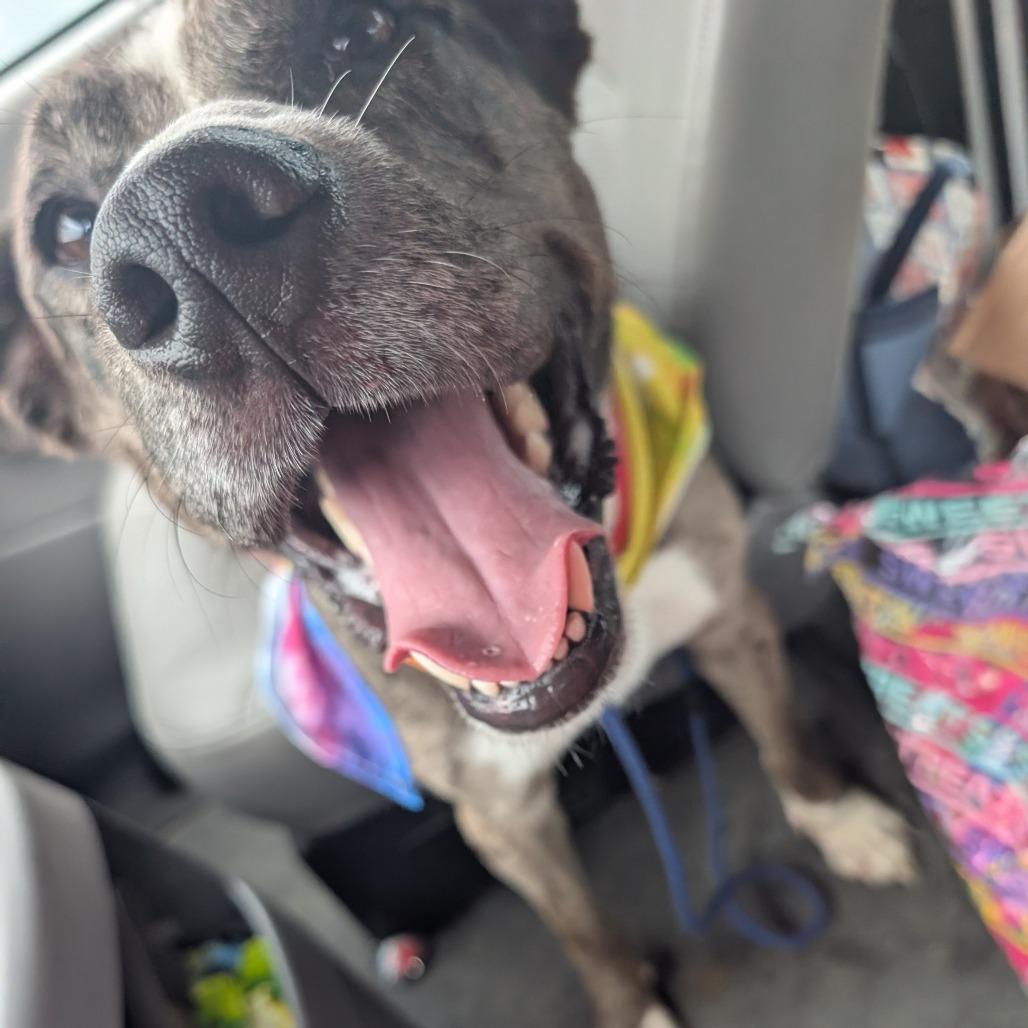 Diesel, Adoptable, Adult Male Catahoula Leopard Dog.