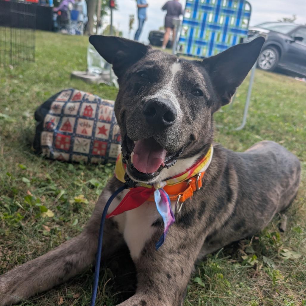 Diesel, a Adoptable Catahoula Leopard Dog in Archbold , OH image 2/5