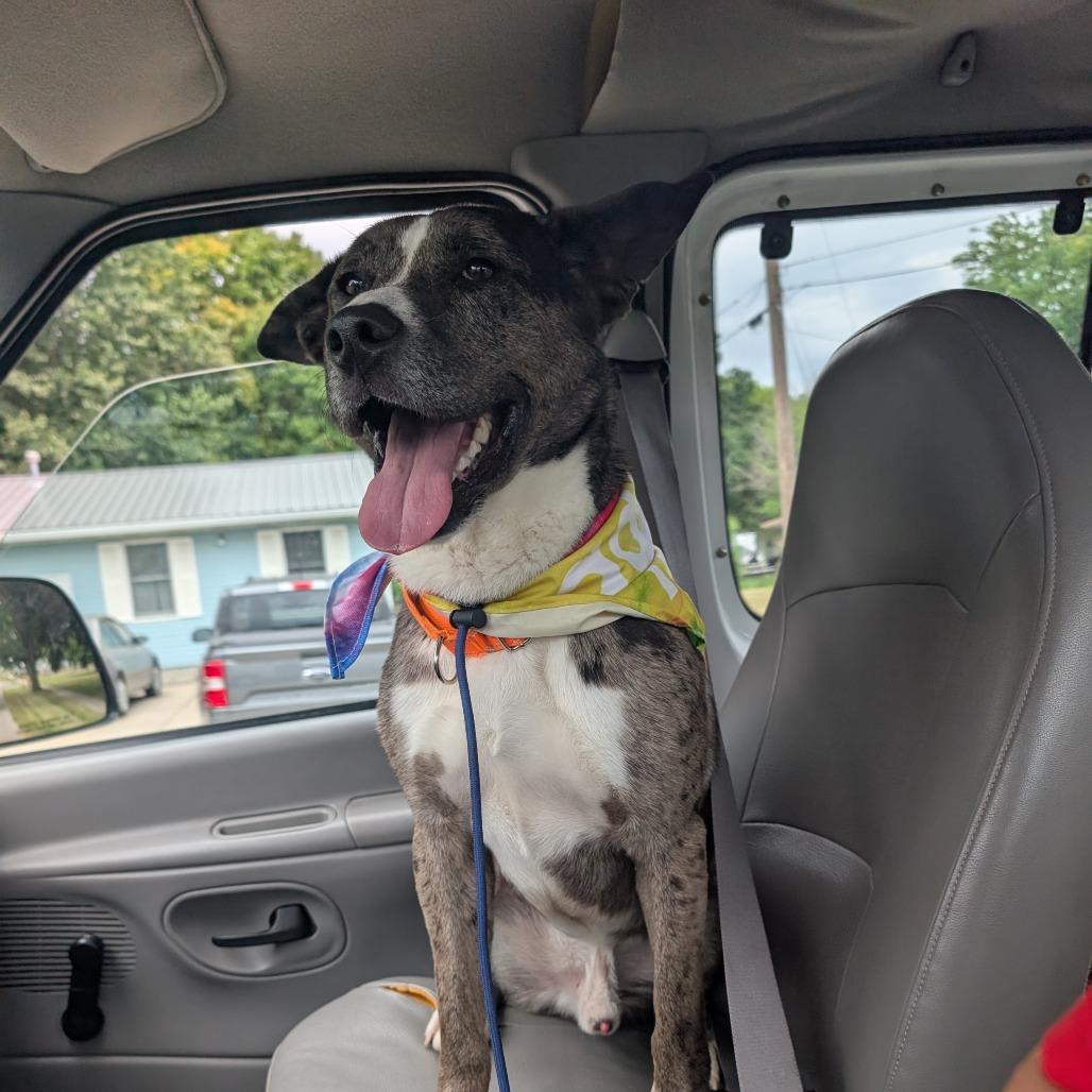 Diesel, a Adoptable Catahoula Leopard Dog in Archbold , OH image 3/5