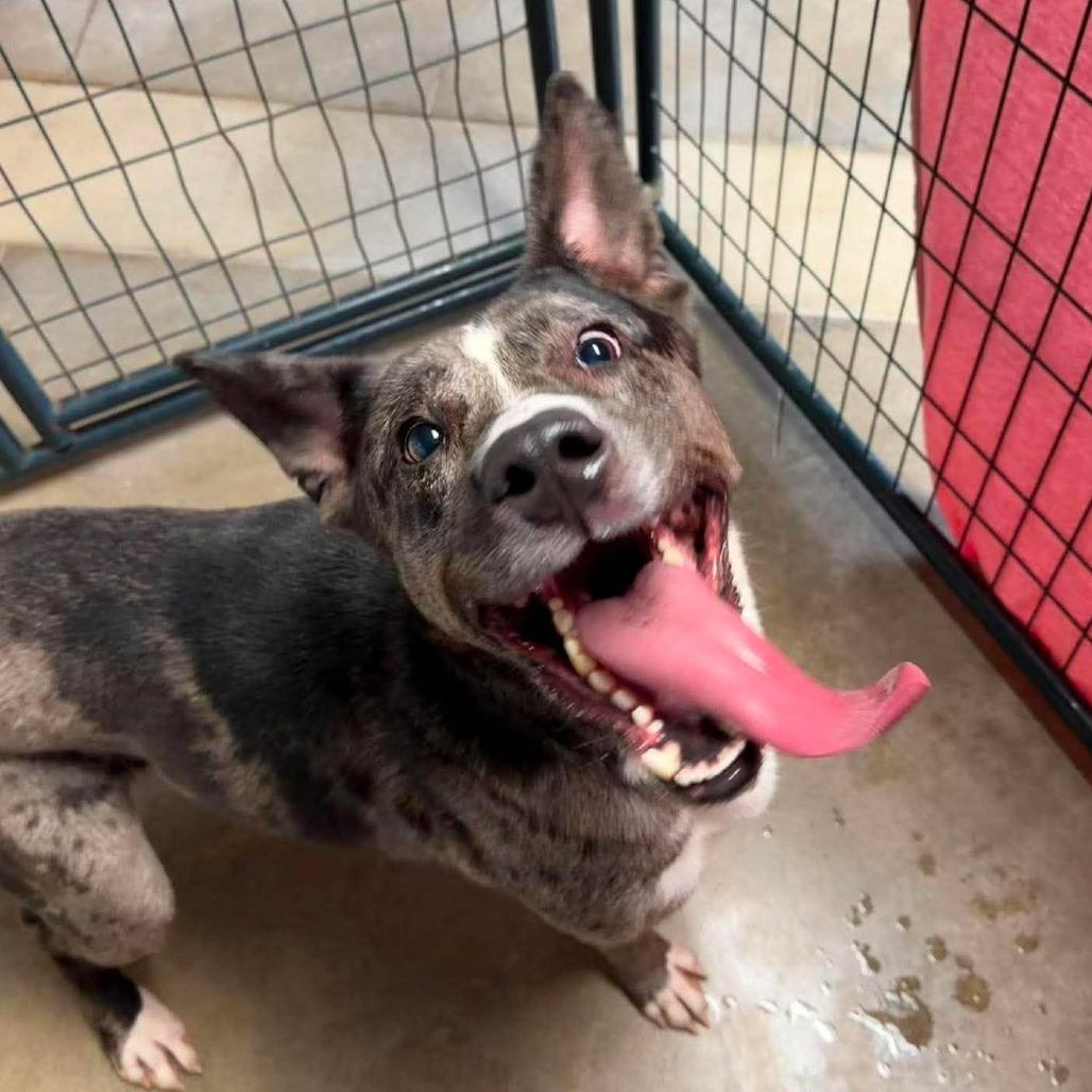 Diesel, Adoptable, Adult Male Catahoula Leopard Dog.