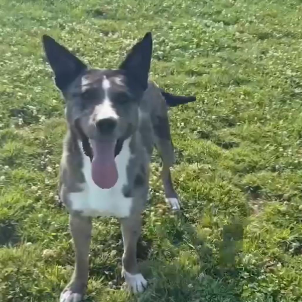 Diesel, a Adoptable Catahoula Leopard Dog in Archbold , OH image 5/5
