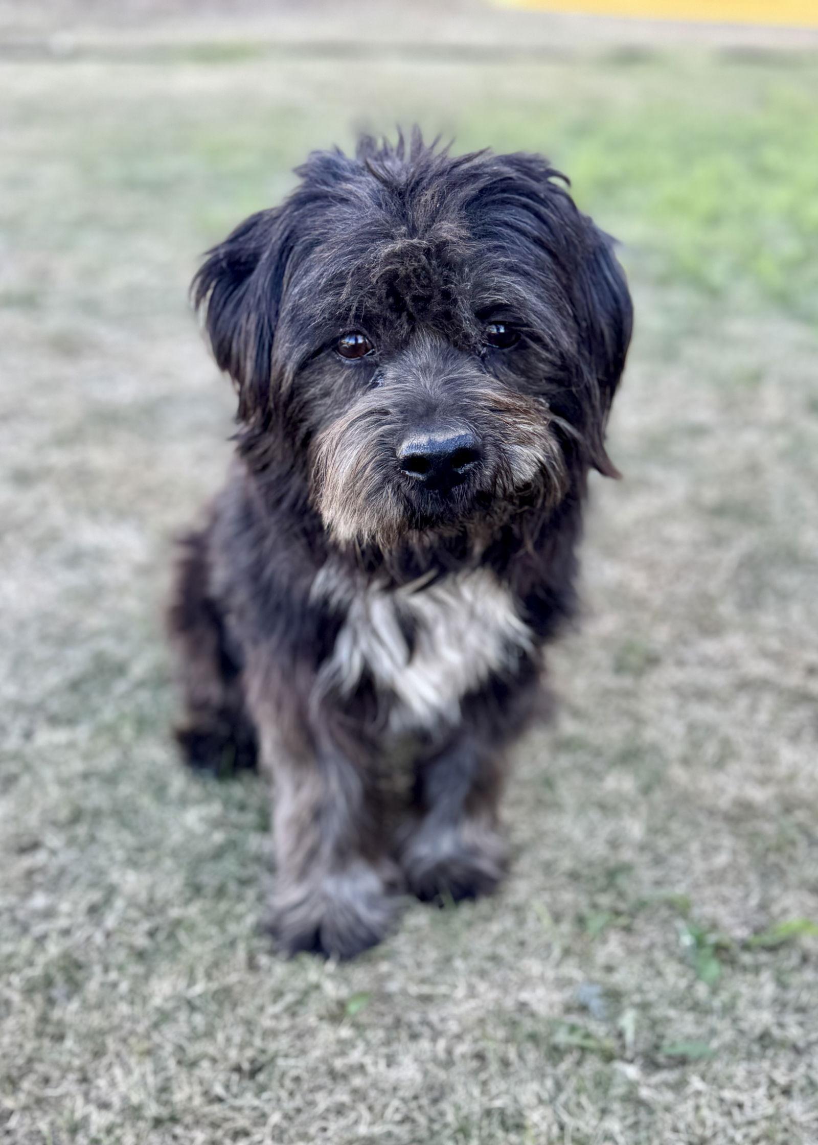 Enlarge Aaron, a Adopted mixed breed in Helotes, TX image 1/3