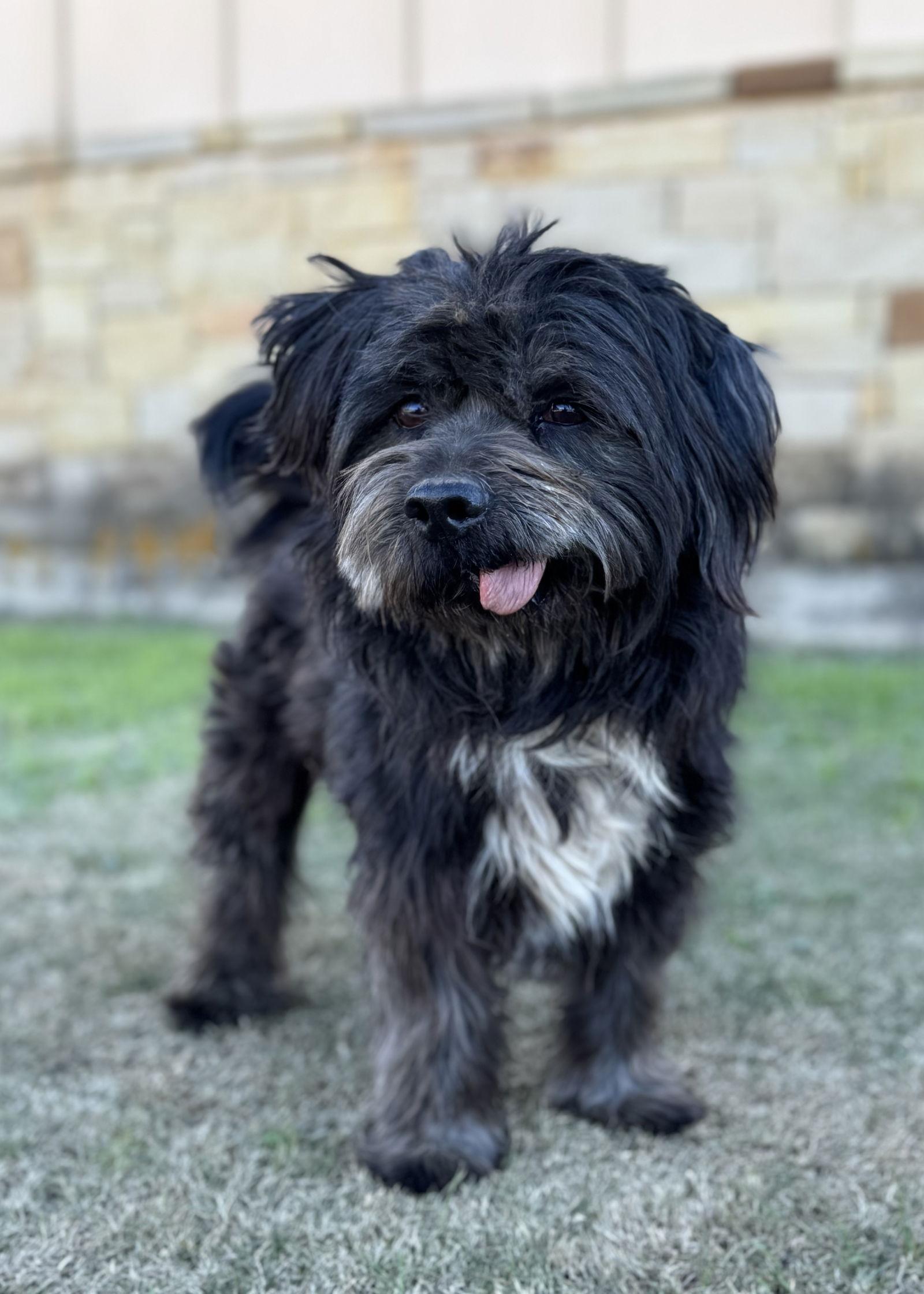 Enlarge Aaron, a Adopted mixed breed in Helotes, TX image 2/3