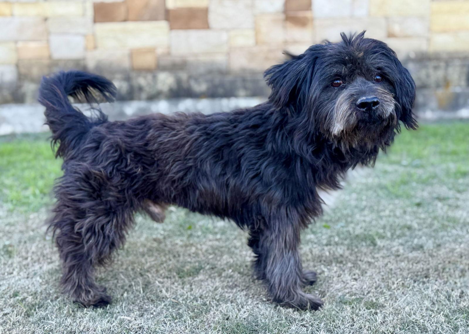 Enlarge Aaron, a Adopted mixed breed in Helotes, TX image 3/3